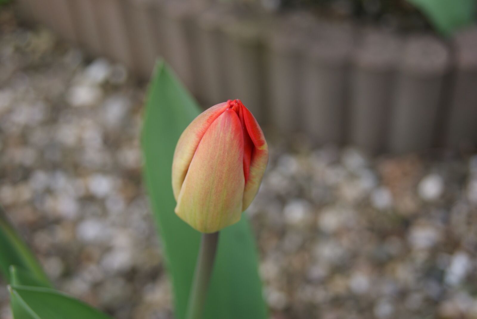 Sony Alpha DSLR-A230 sample photo. Tulip, flowers, nature photography
