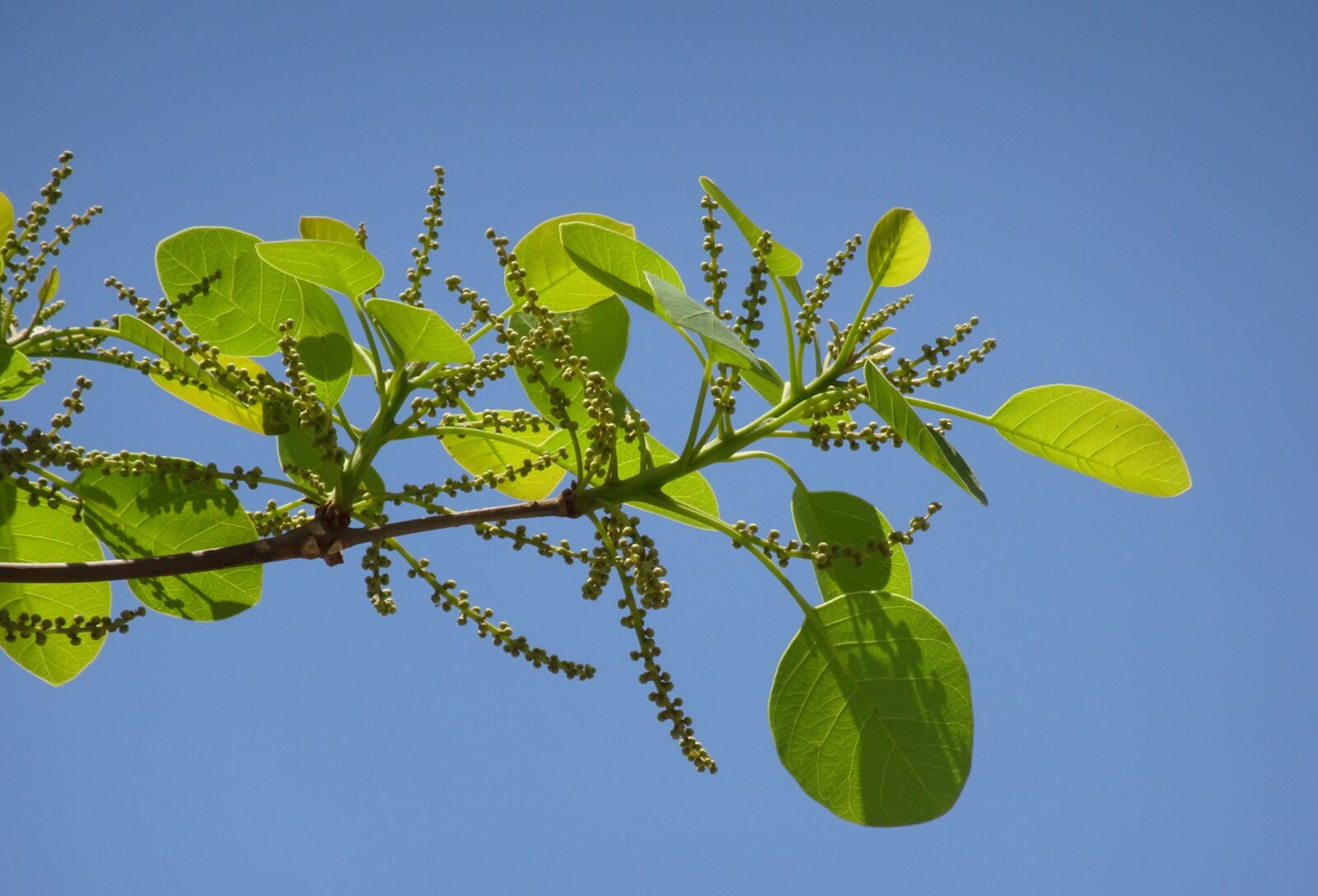 Sony Cyber-shot DSC-HX90V sample photo. Plant, terminalia bellirica, bahera photography