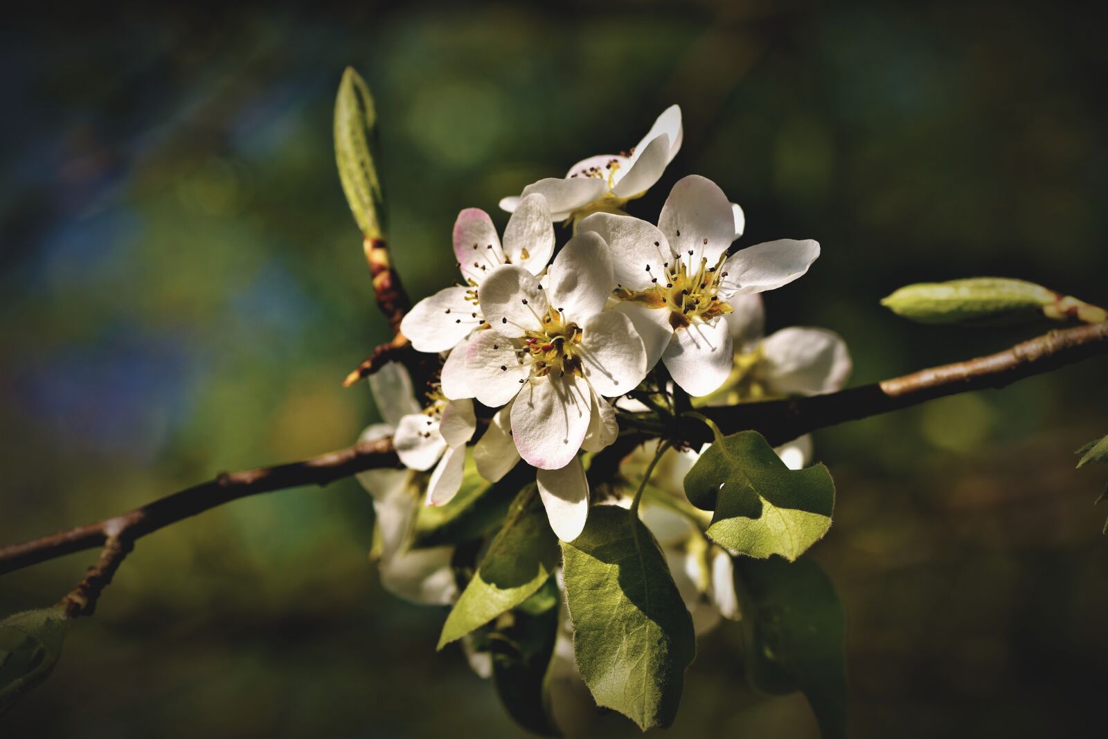 Nikon D7200 sample photo. Pear blossom, fruit tree photography