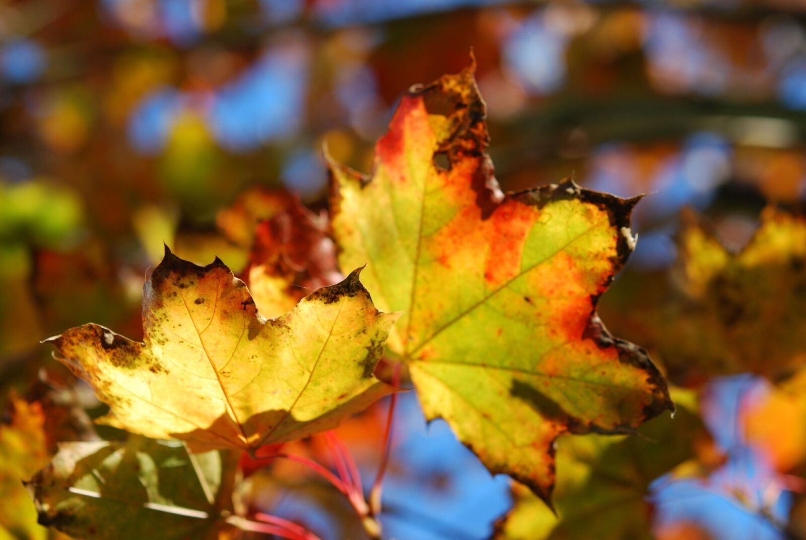 Nikon D40X sample photo. Autumn, leaf, leaves photography