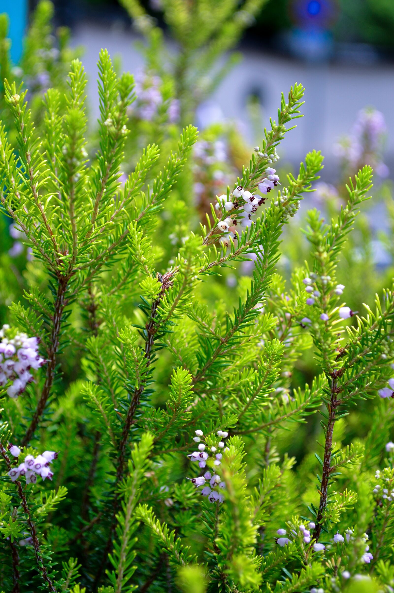 Nikon D3200 sample photo. Green, natural photography