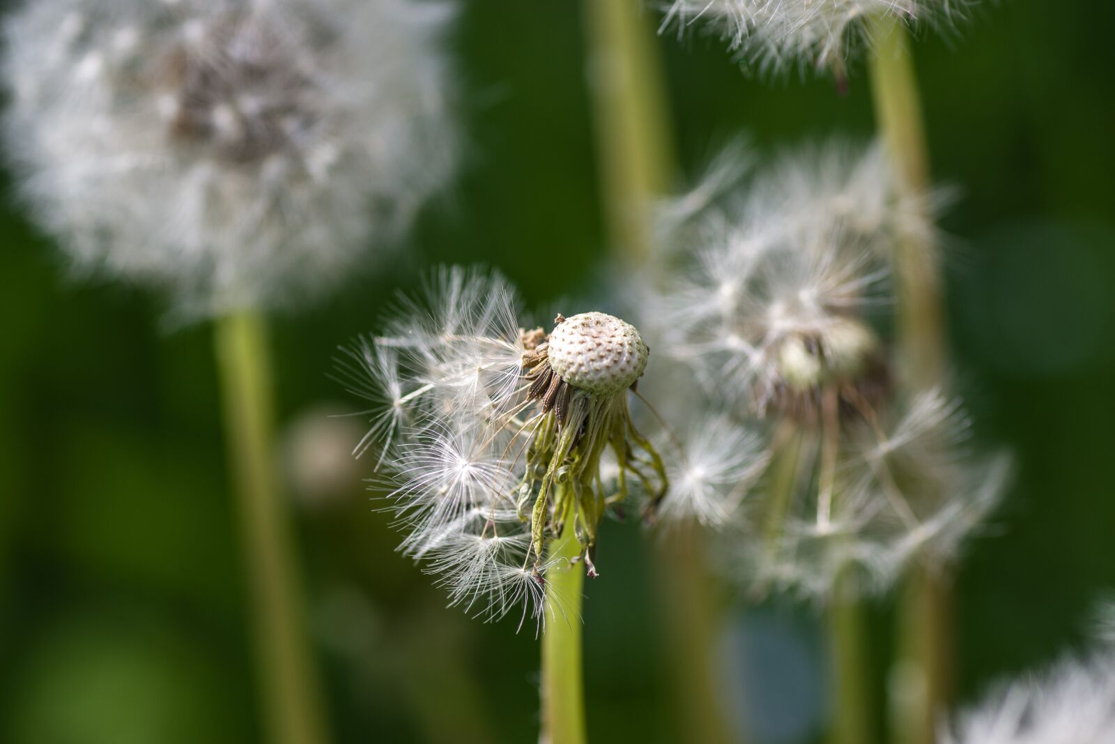 Pentax K-70 + Tamron SP AF 90mm F2.8 Di Macro sample photo. Dandelion, nature, fluffy photography