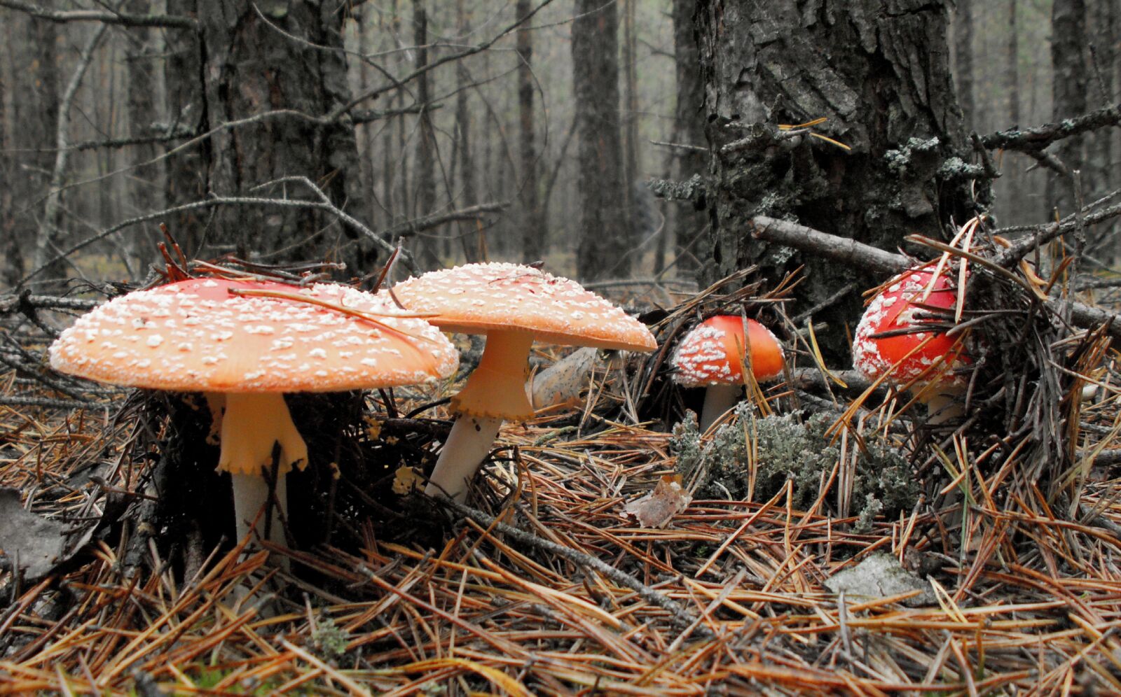 KONICA MINOLTA DiMAGE Z5 sample photo. Mushrooms, amanita, forest photography