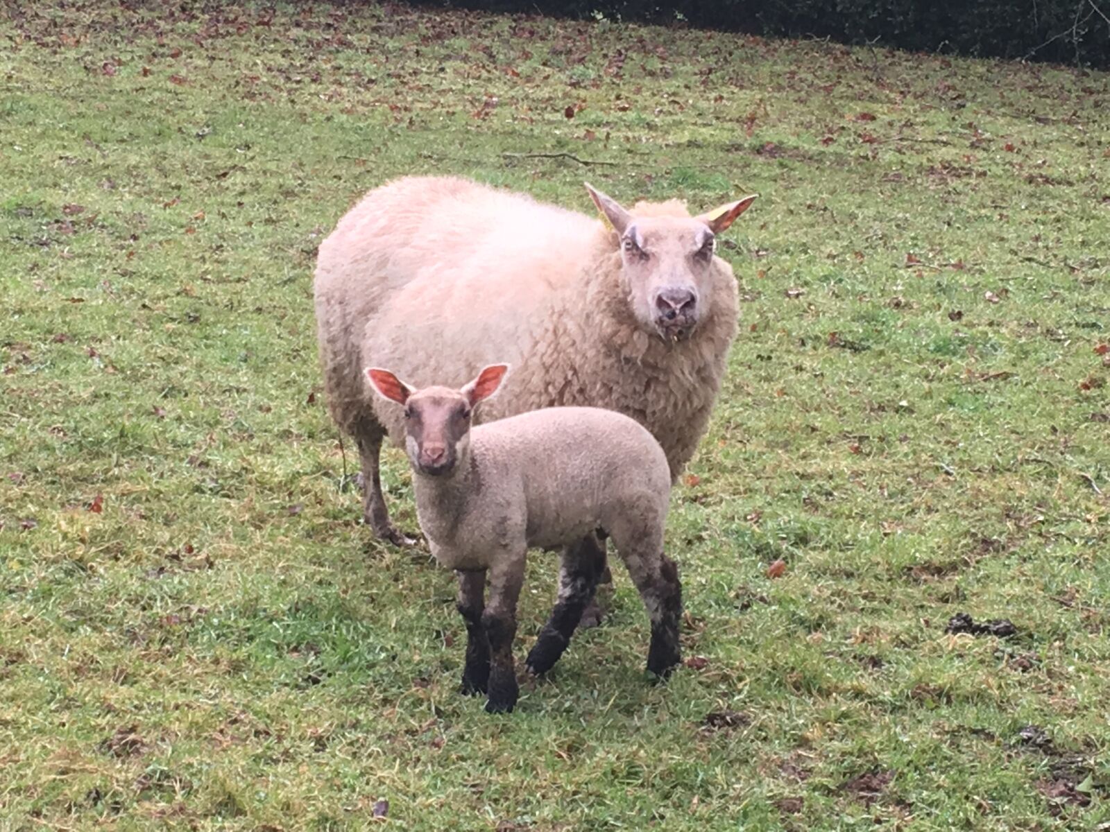 Apple iPhone 6s sample photo. Sheep, lamb, farm photography