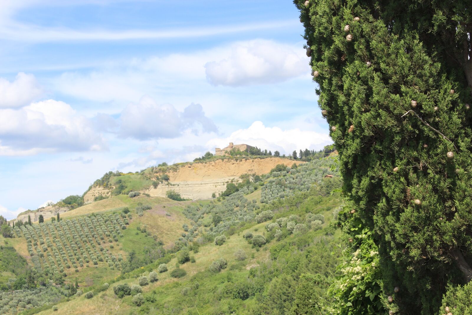 Canon EOS 600D (Rebel EOS T3i / EOS Kiss X5) sample photo. Nature, landscape, tree photography