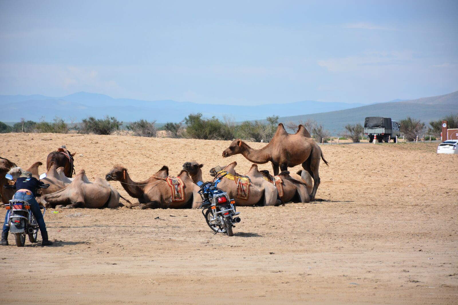 Nikon D7100 sample photo. Camels, gobi, mongolia photography