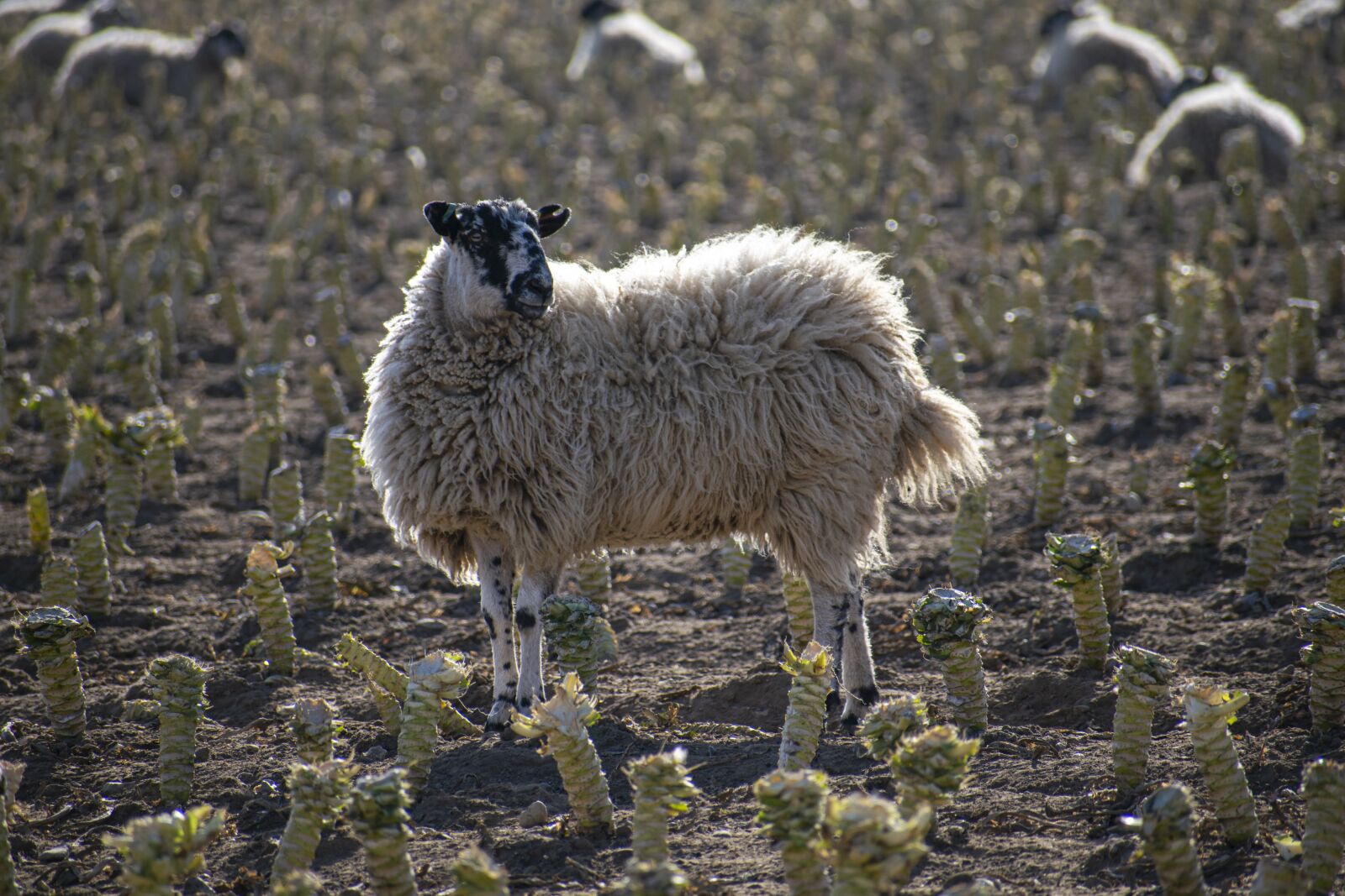Nikon D3300 sample photo. Sheep, farm, animal photography