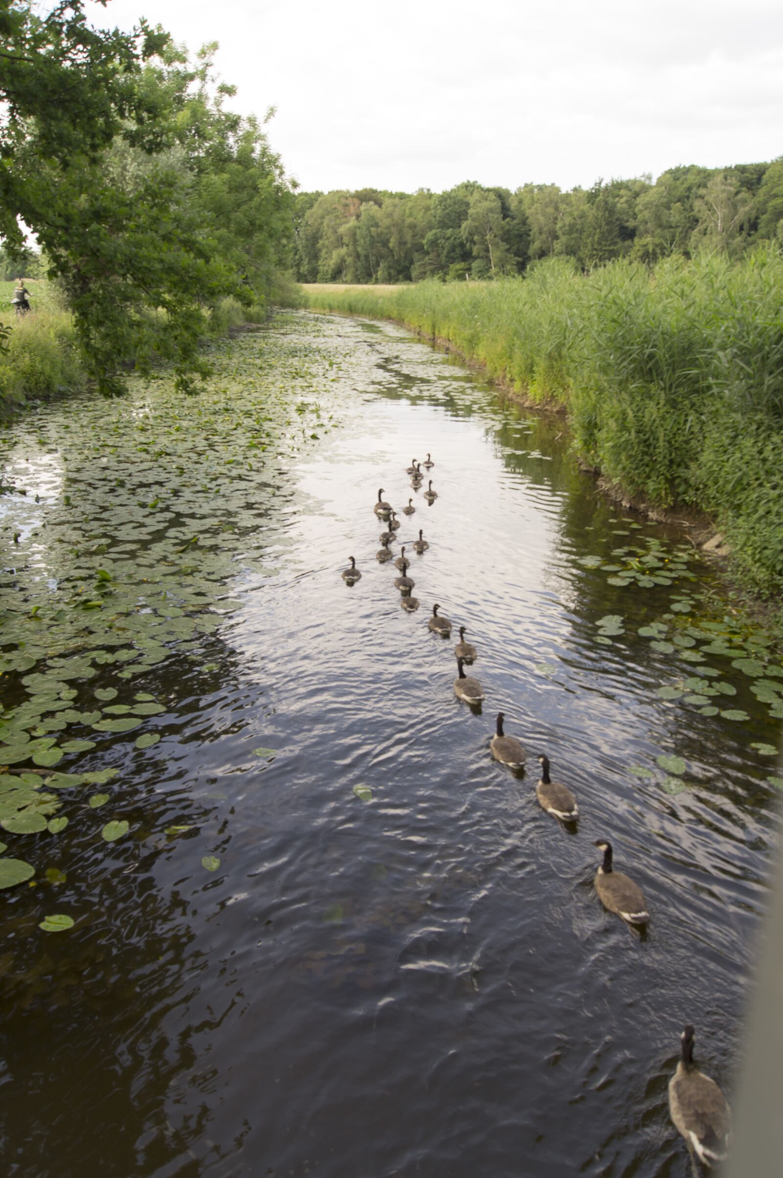 Sony SLT-A55 (SLT-A55V) sample photo. Geese, river, nature photography