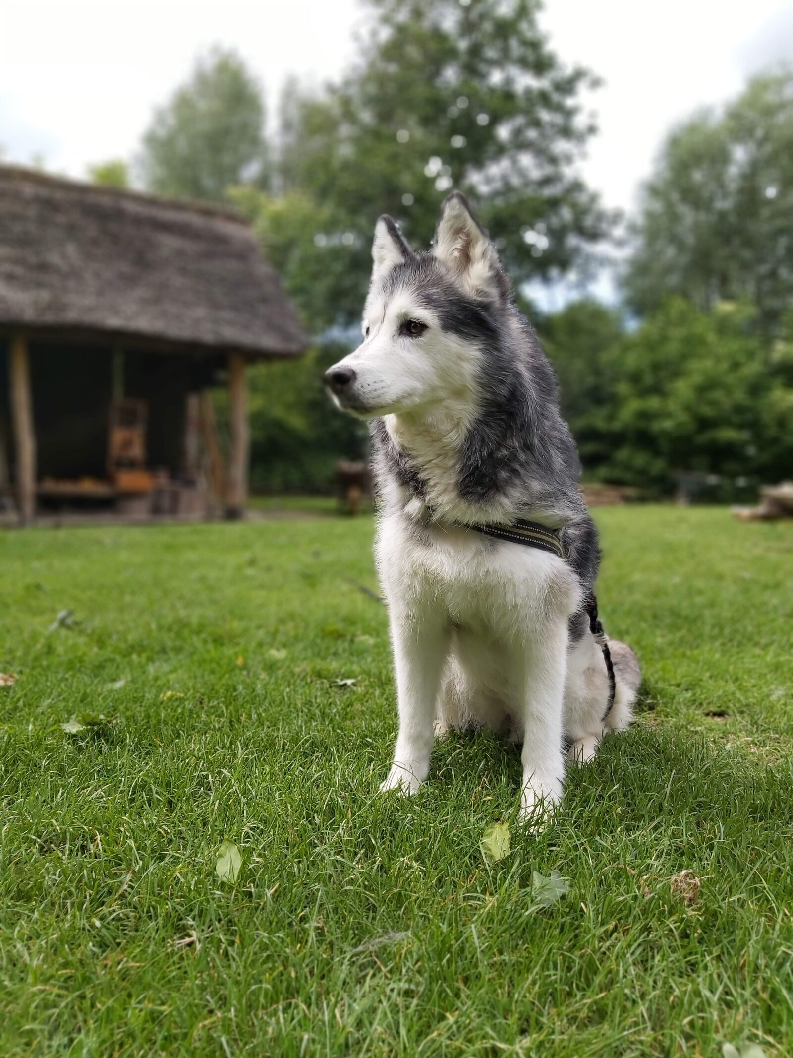Samsung Galaxy A70 sample photo. Husky, dog, grass photography