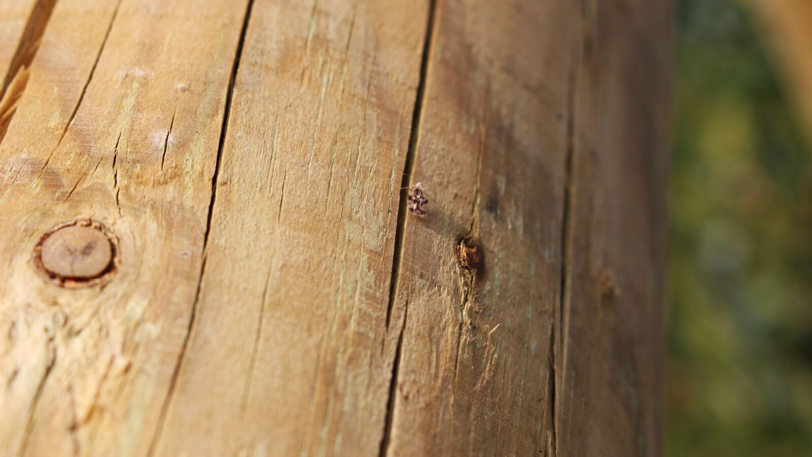 Canon EOS 100D (EOS Rebel SL1 / EOS Kiss X7) sample photo. Wood, cracked wood, wooden photography