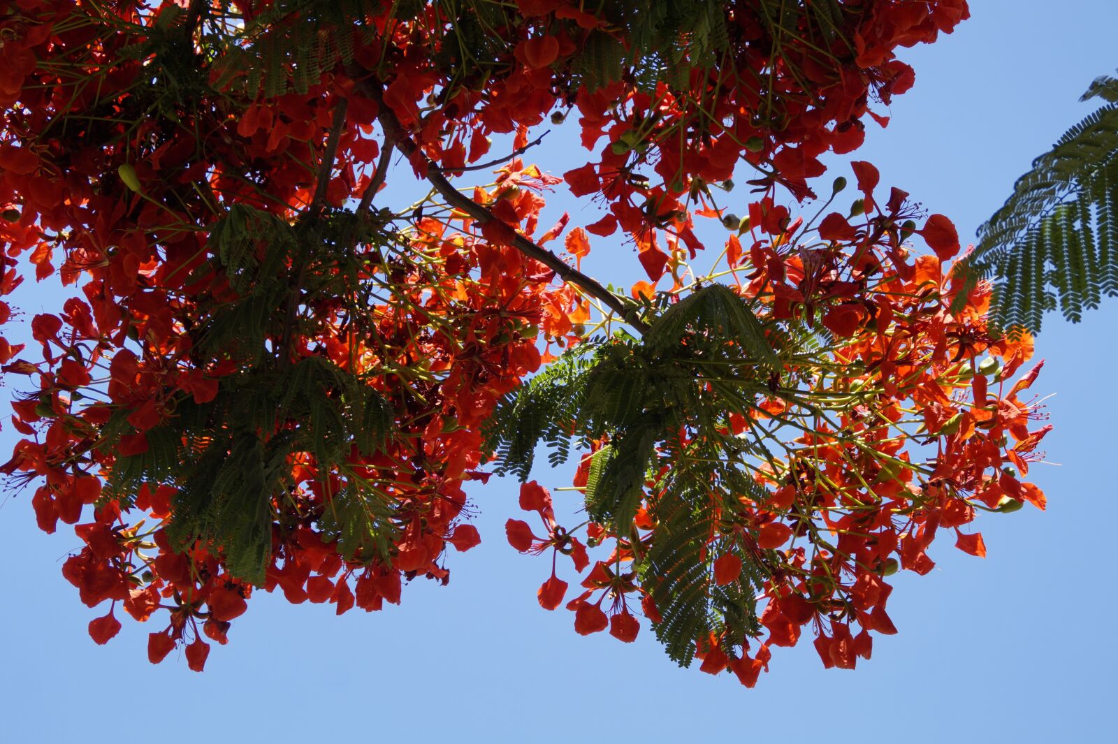 Sony SLT-A58 sample photo. Flamboyant, delonix regia, summer photography