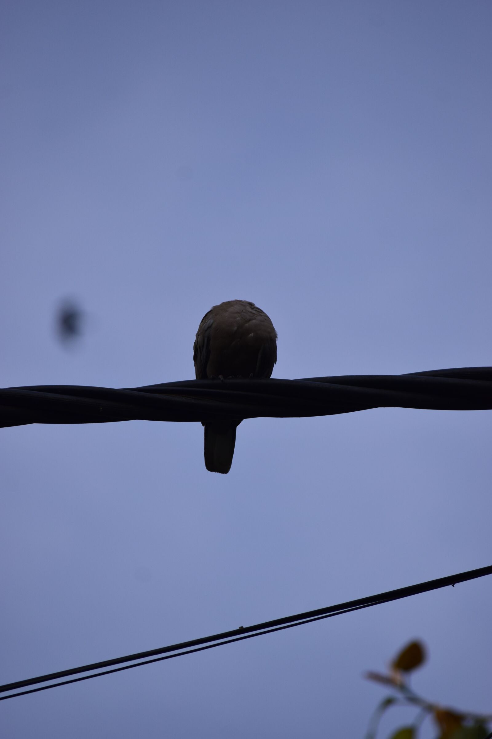Nikon D5300 sample photo. Birds, love, animal photography