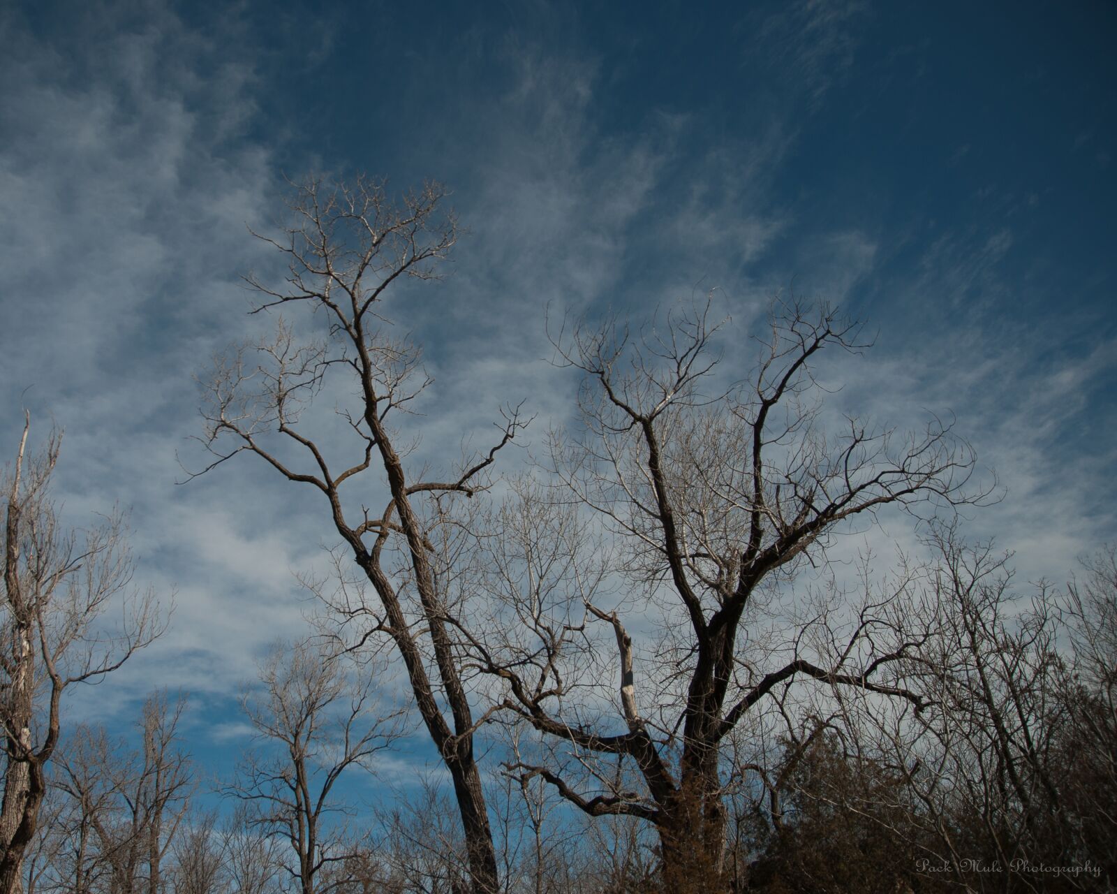 Nikon D5000 sample photo. Tree, branches, clouds photography