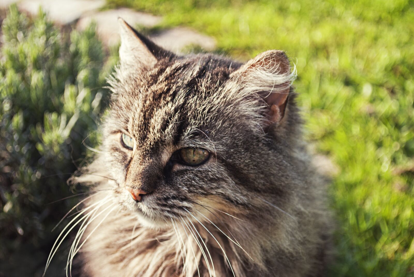 Nikon D3000 sample photo. Cat, hair, animals photography
