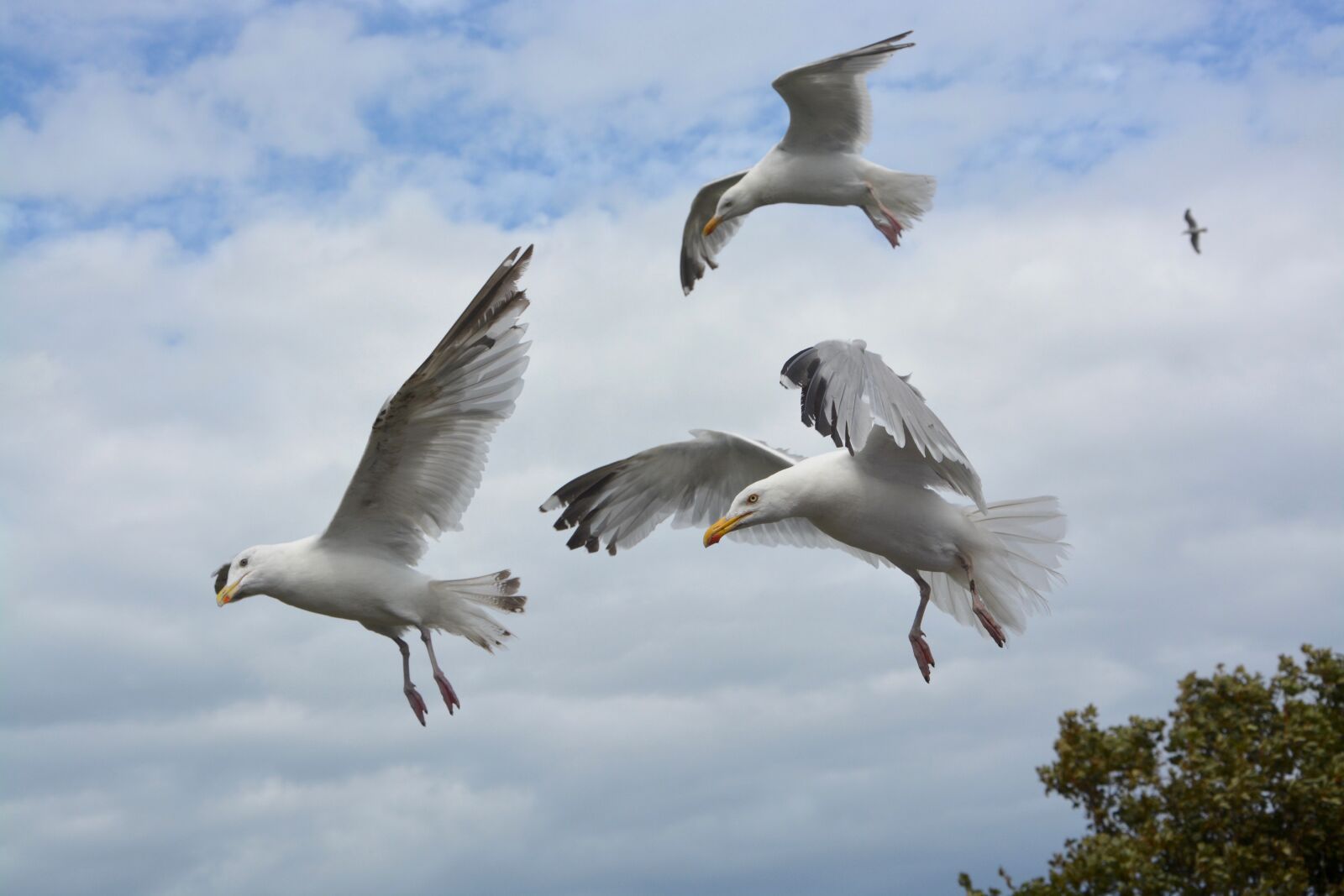 Nikon D5200 sample photo. Flying seagull, sea birds photography