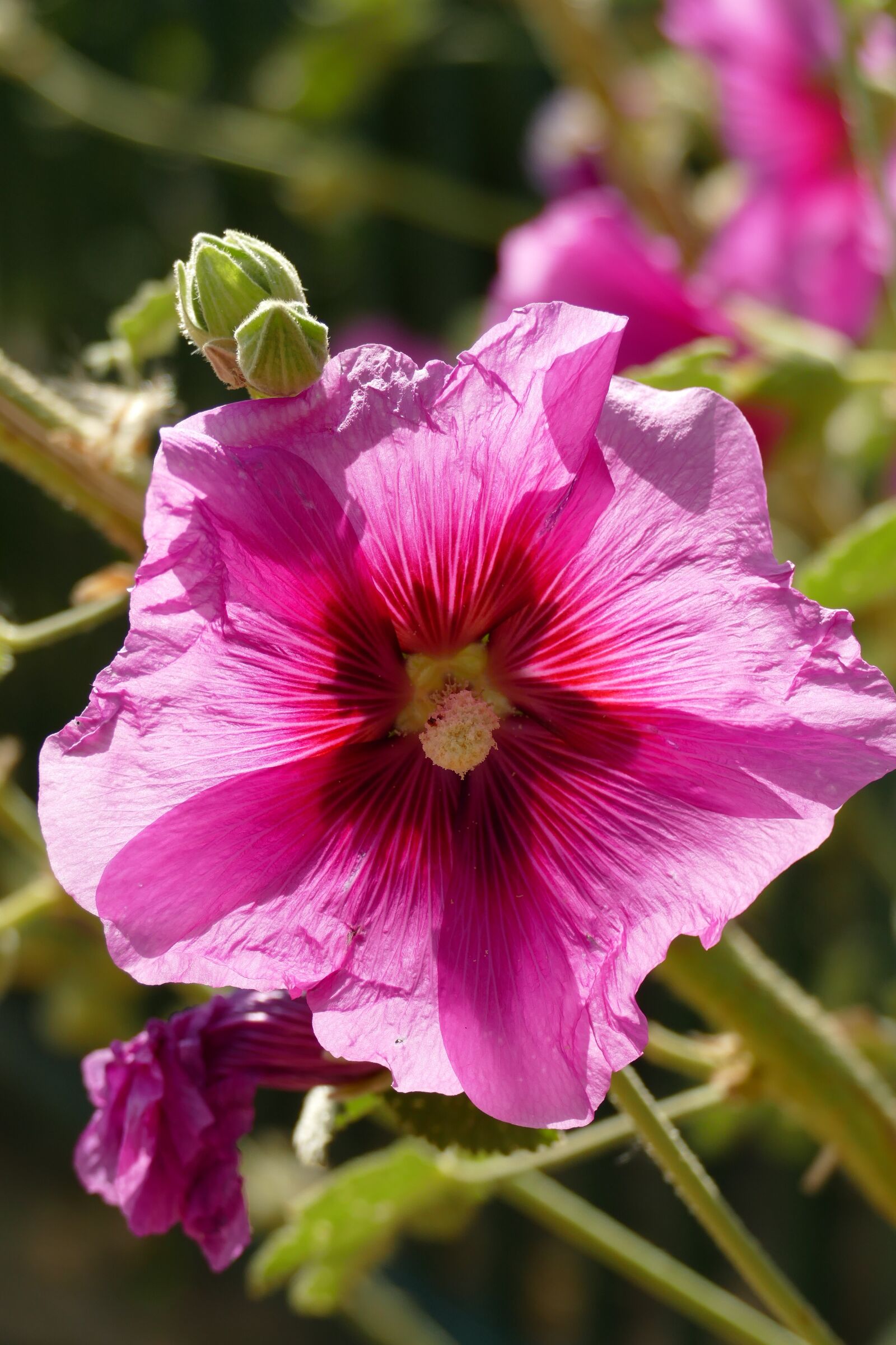 Panasonic Lumix DMC-FZ1000 sample photo. Hollyhock, alcea rosea, malvaceae photography