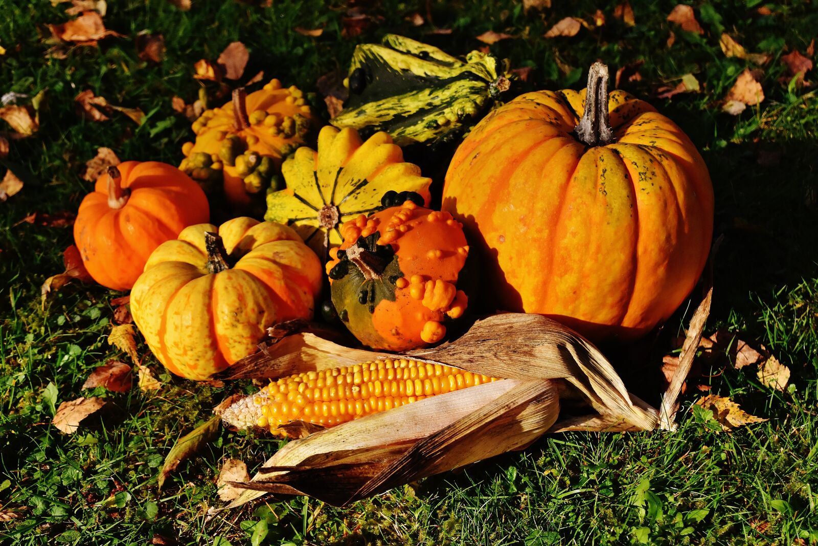 Nikon D7200 sample photo. Pumpkins, decorative squashes, nature photography