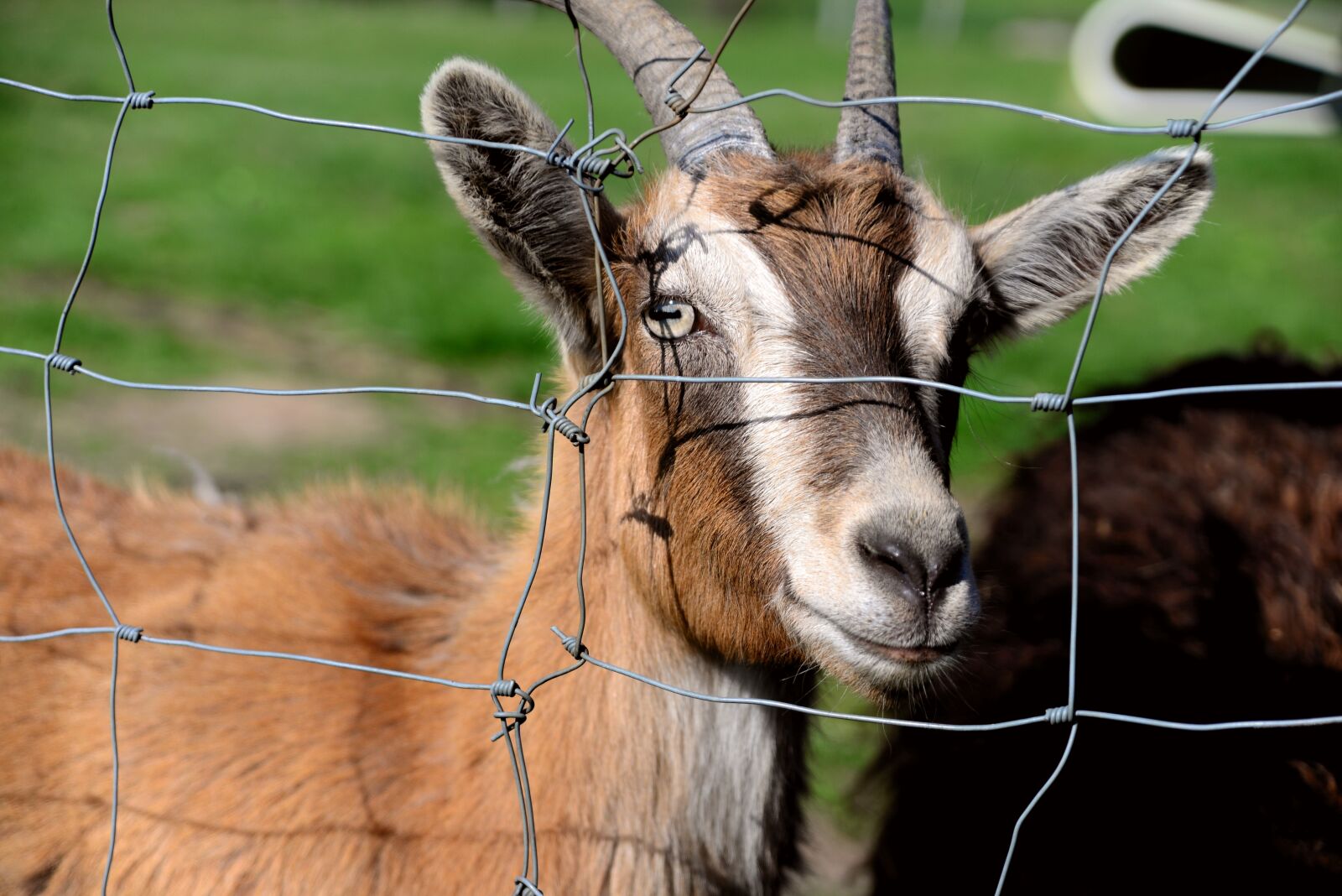 Nikon D610 sample photo. Goat, domestic goat, farm photography