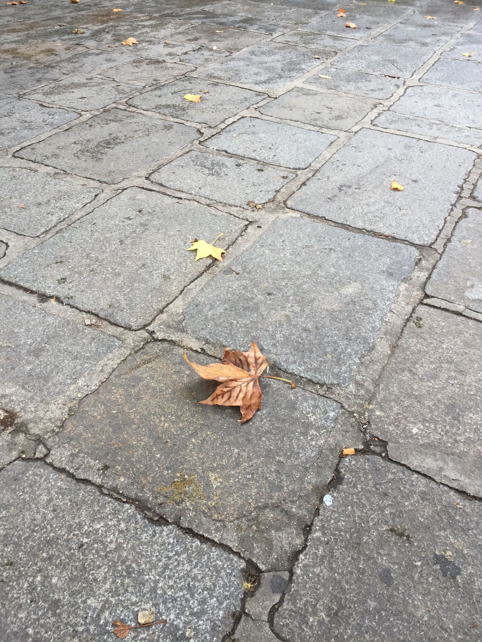iPhone 6 back camera 4.15mm f/2.2 sample photo. Leaf, floor, wet photography