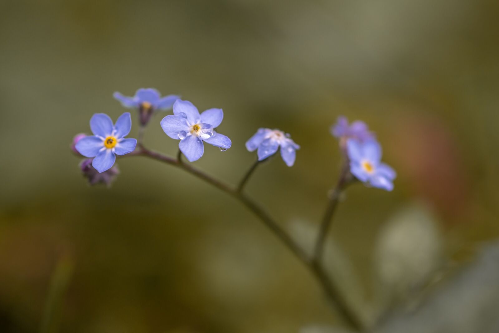 Canon EOS 6D Mark II sample photo. Forget me not, summer photography
