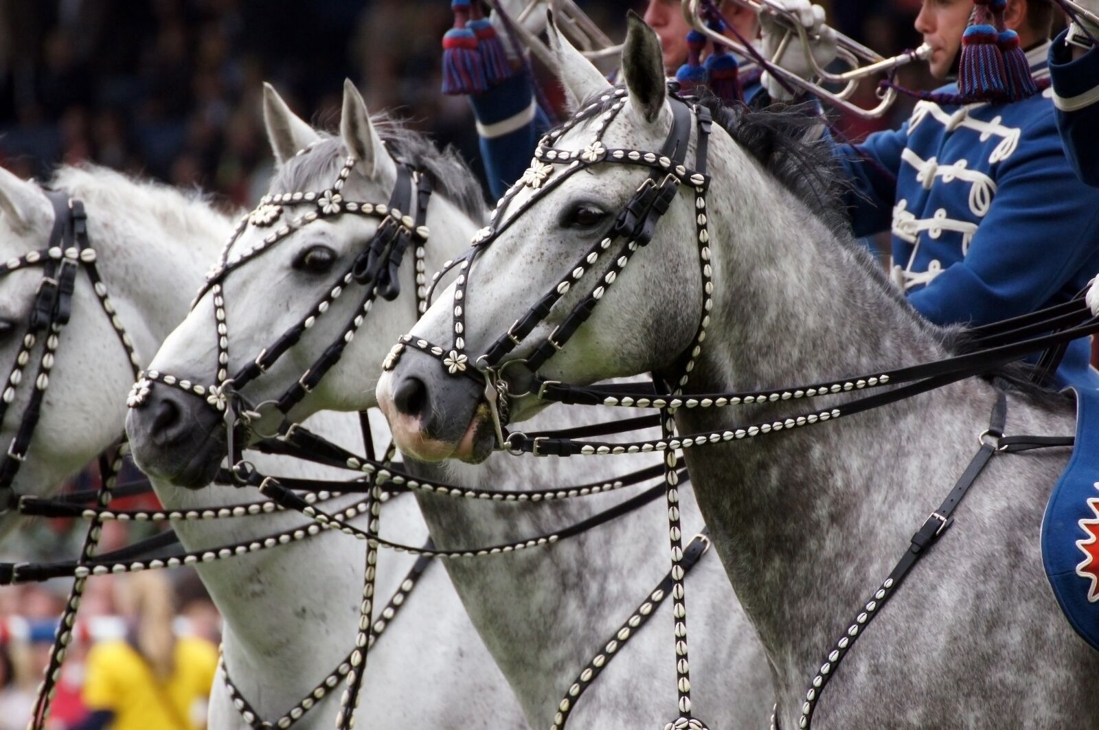 Sony SLT-A55 (SLT-A55V) sample photo. Chio, aachen, equestrian photography