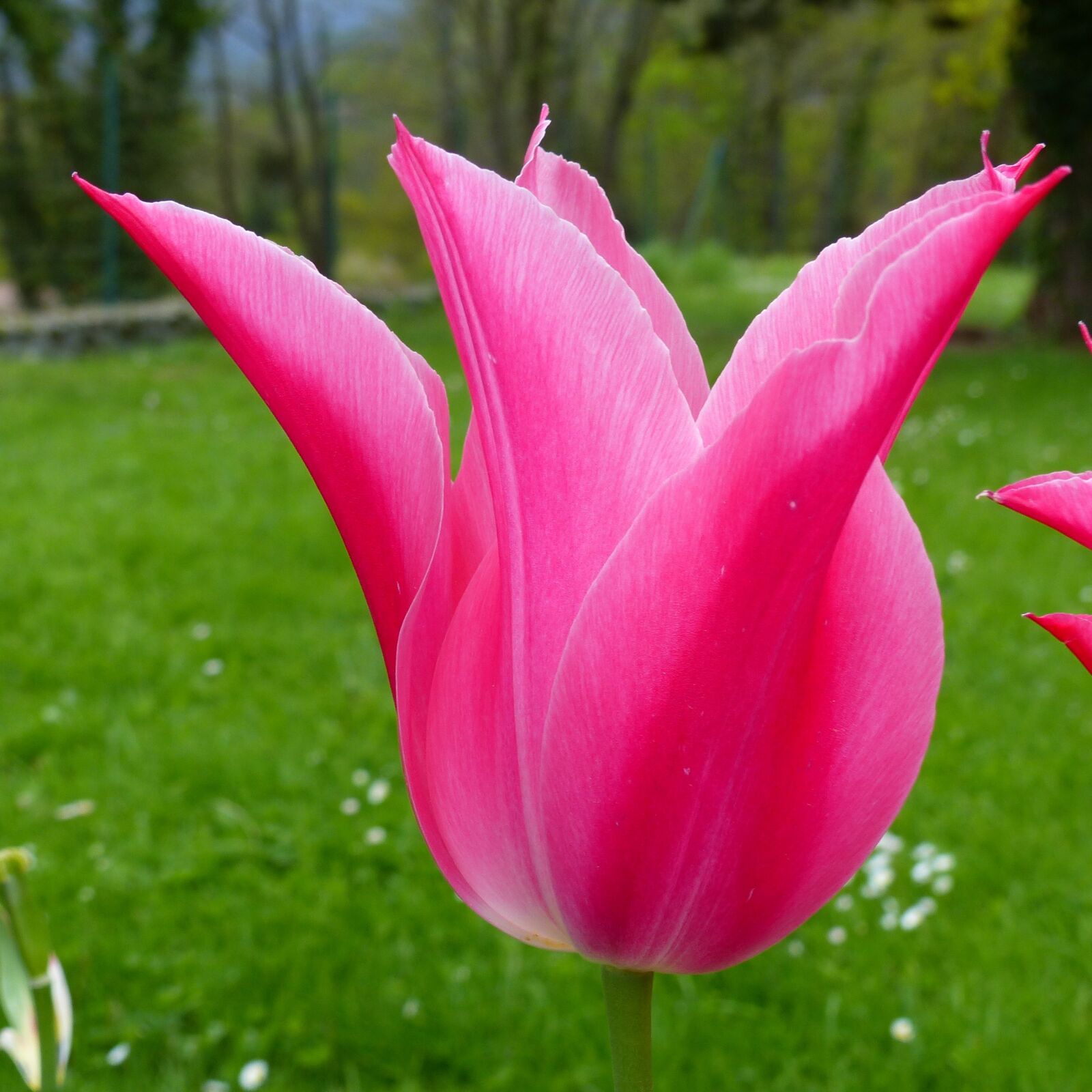 Panasonic Lumix DMC-FZ200 sample photo. Flower, macro, nature photography