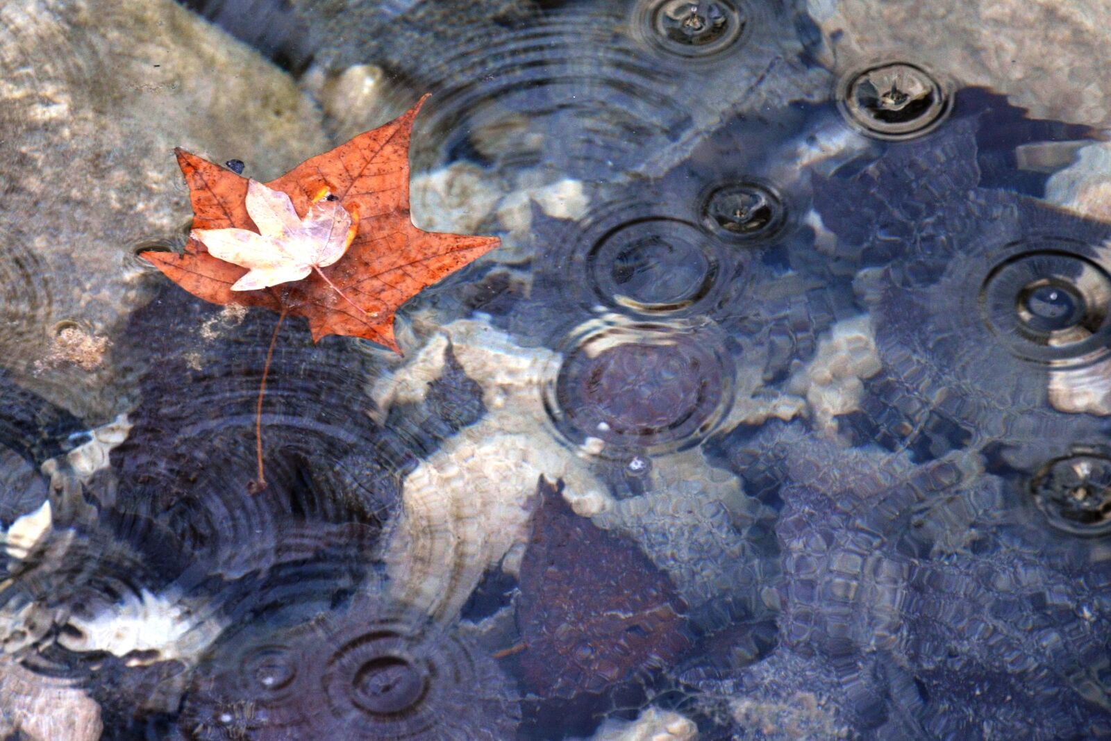 Nikon D7000 sample photo. Maple, autumn, leaves photography