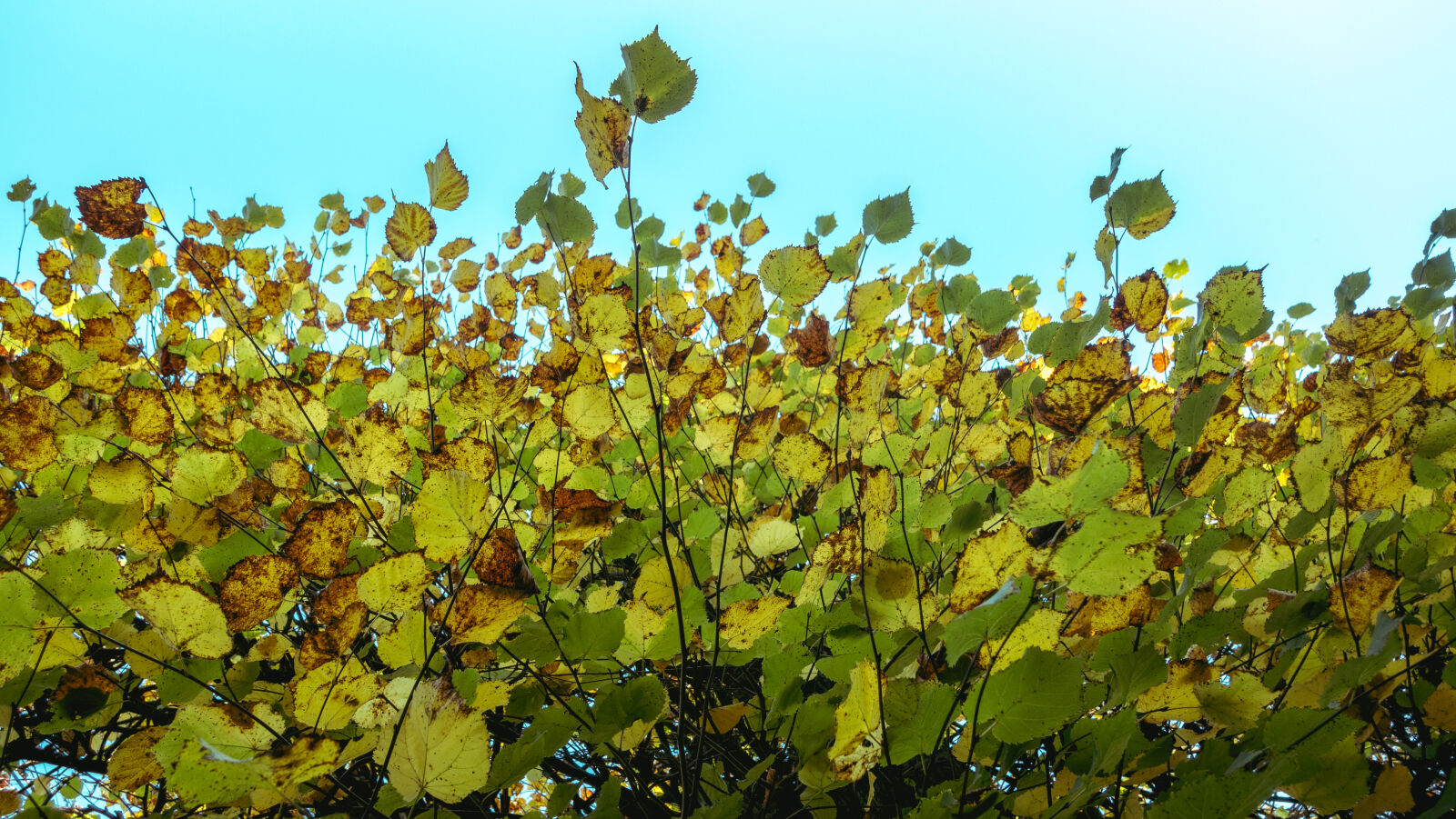 Sony Cyber-shot DSC-RX100 IV sample photo. Autumn, clear, sky, foliage photography