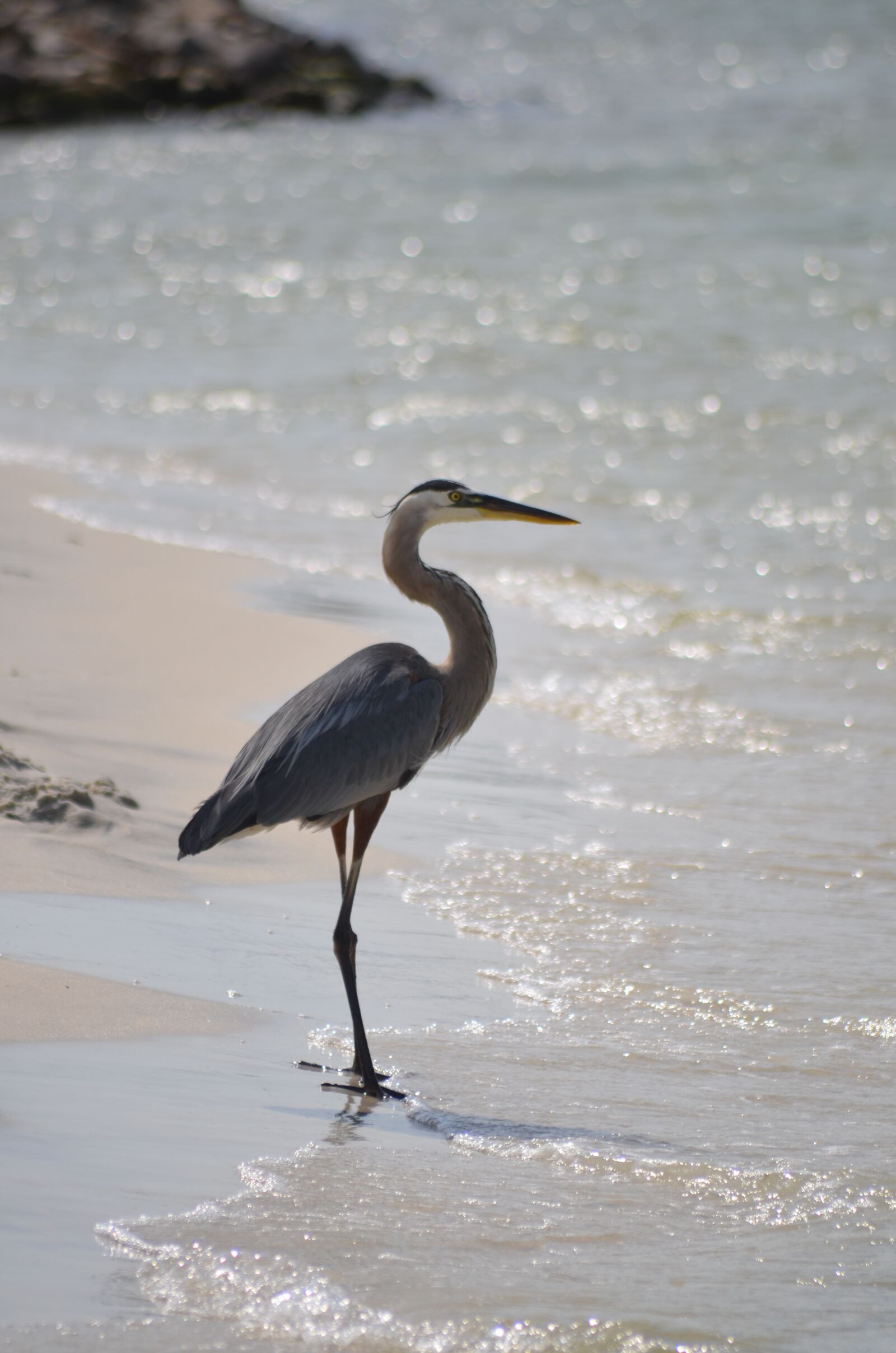 Nikon D5100 sample photo. Bird, heron, nature photography