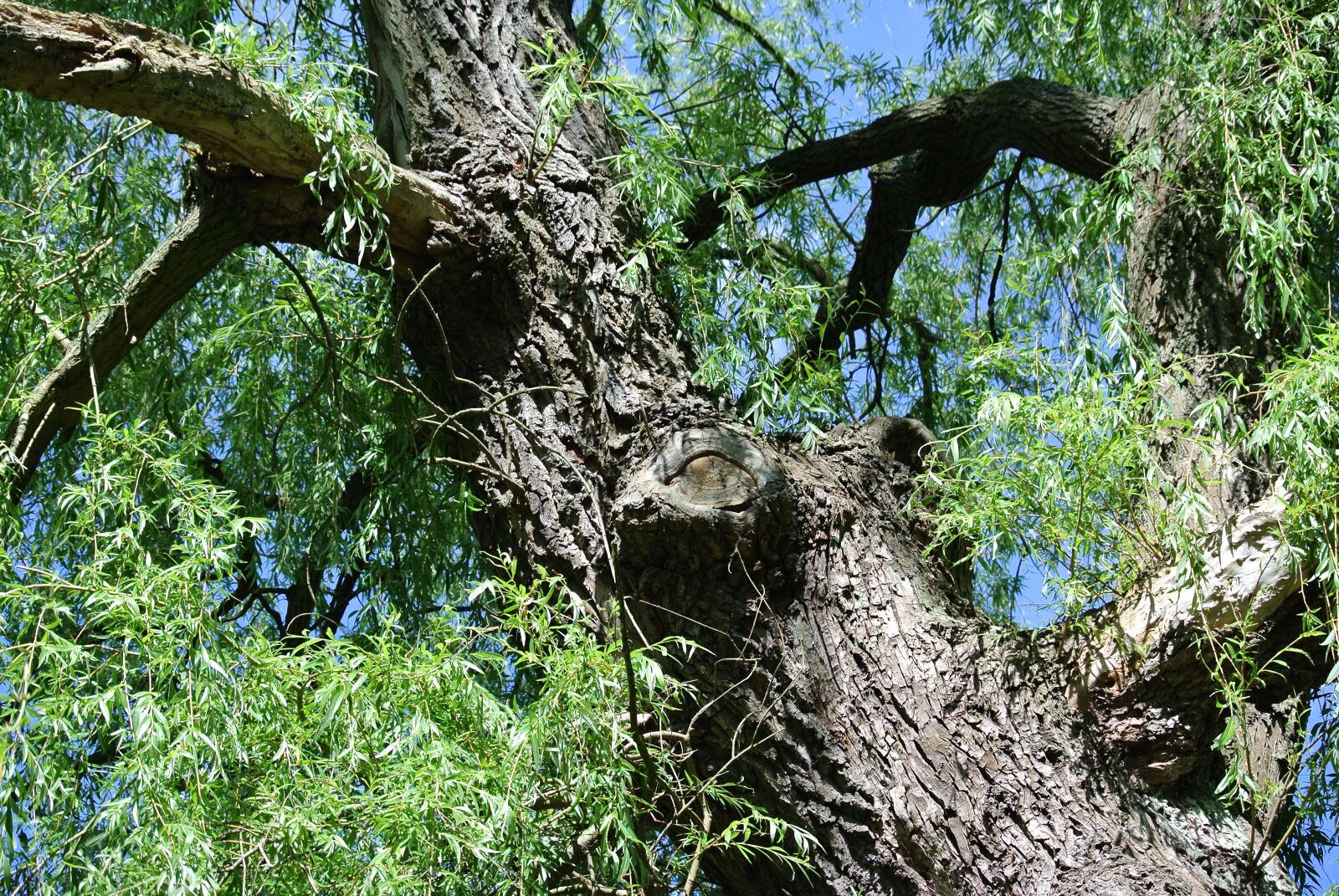 Nikon 1 Nikkor VR 30-110mm F3.8-5.6 sample photo. Pasture, tree, log photography