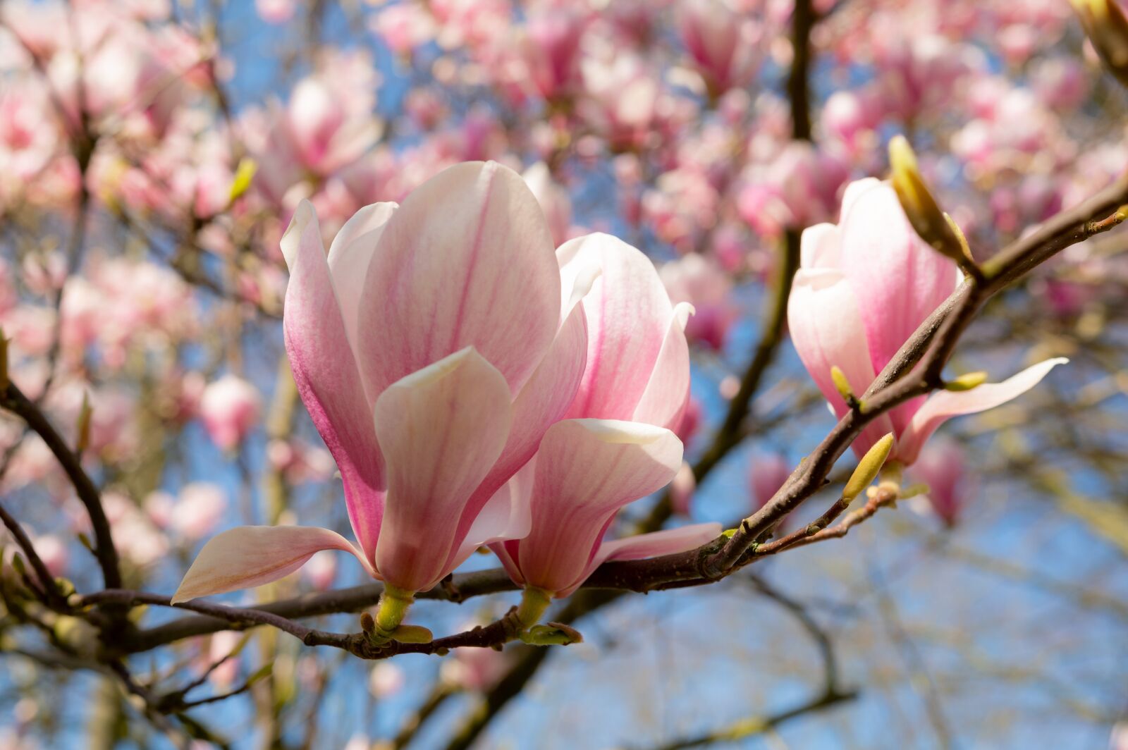 Pentax KP sample photo. Magnolia, spring, flowers photography