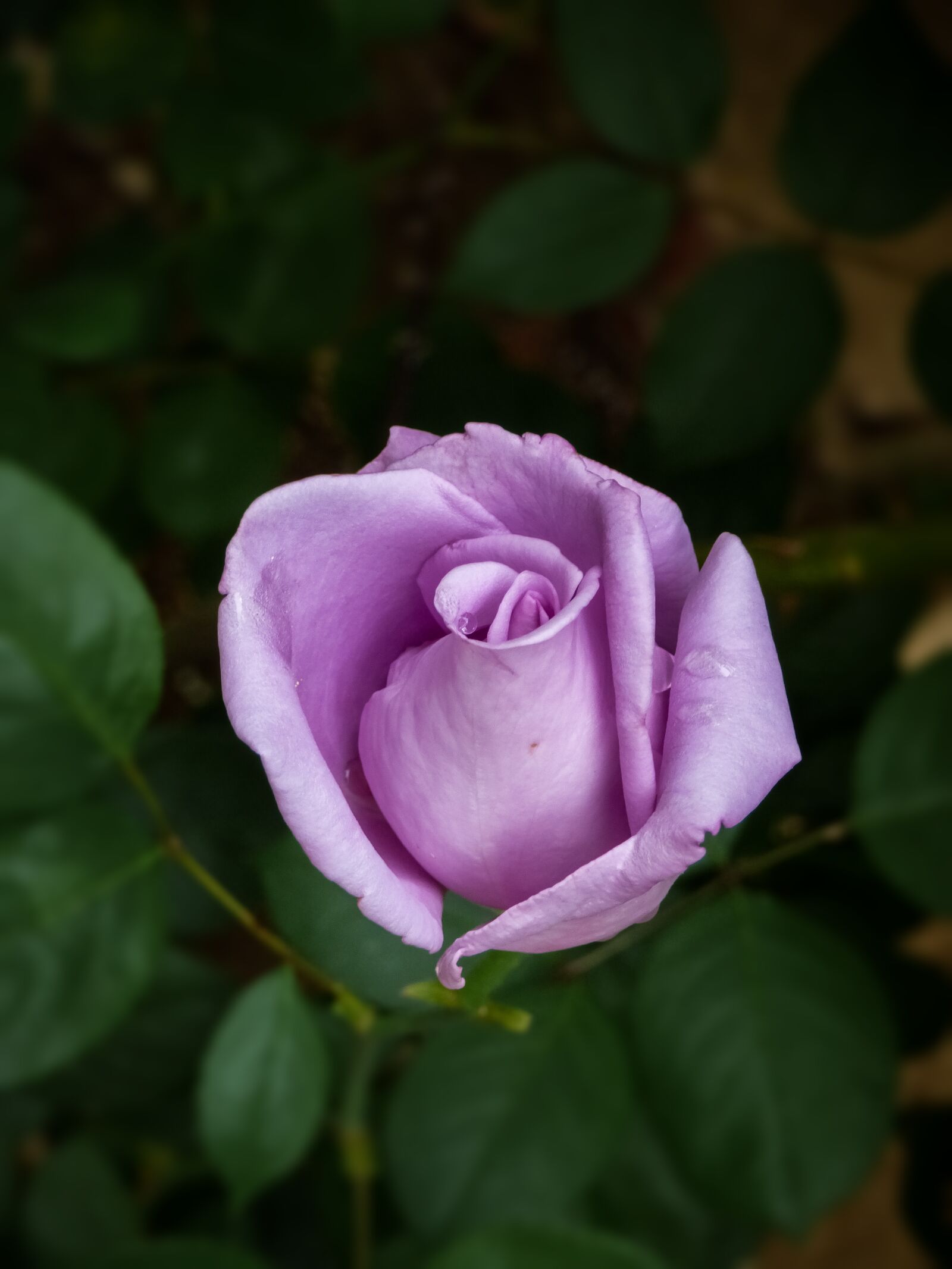 Panasonic Lumix DMC-FZ70 sample photo. Rose, flower, purple photography