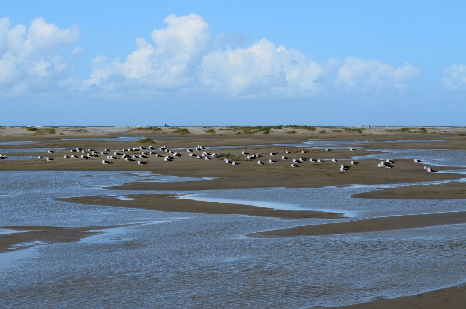 Nikon D5100 sample photo. Borkum, island, gulls photography