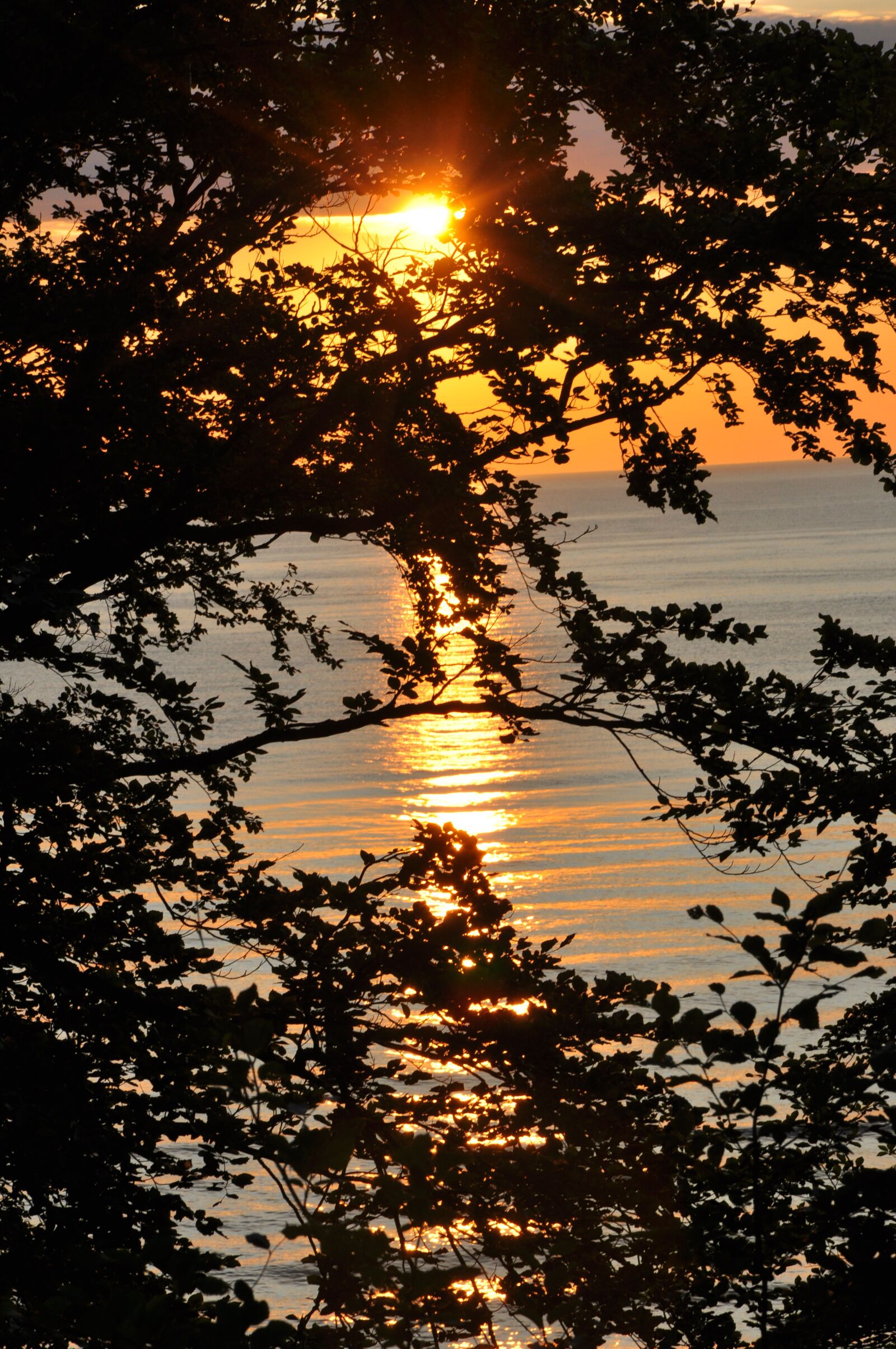 Nikon D90 sample photo. Sunset, sea, branches photography