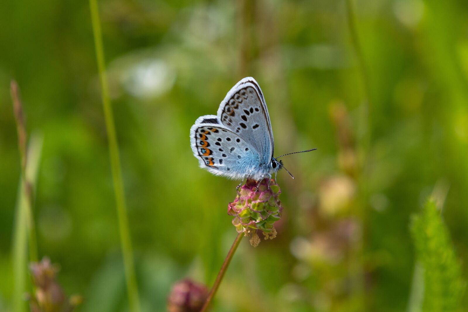 Canon EOS 80D sample photo. Butterfly, common blue, insect photography
