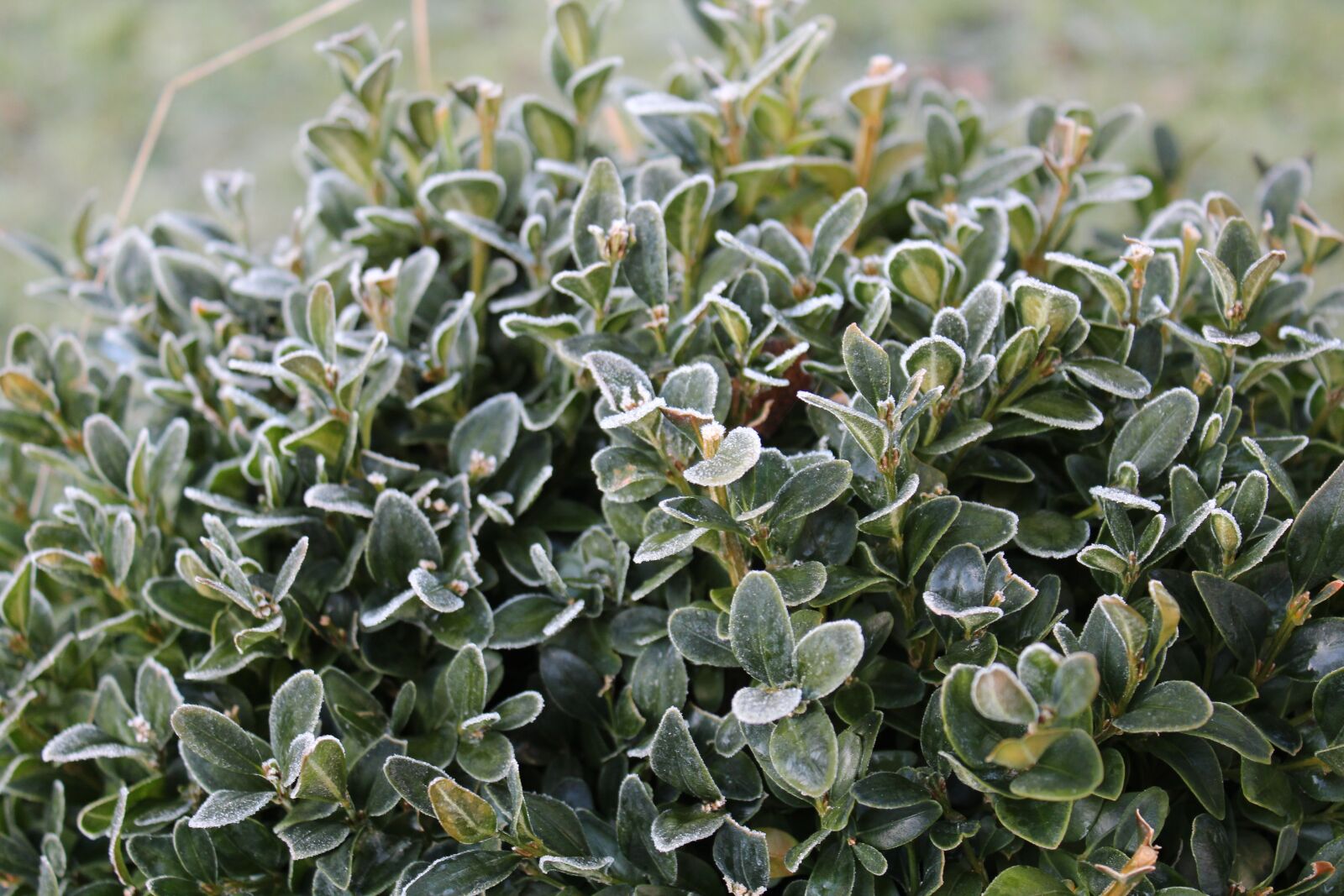 Canon EOS 600D (Rebel EOS T3i / EOS Kiss X5) sample photo. Winter, frost, shrubs photography