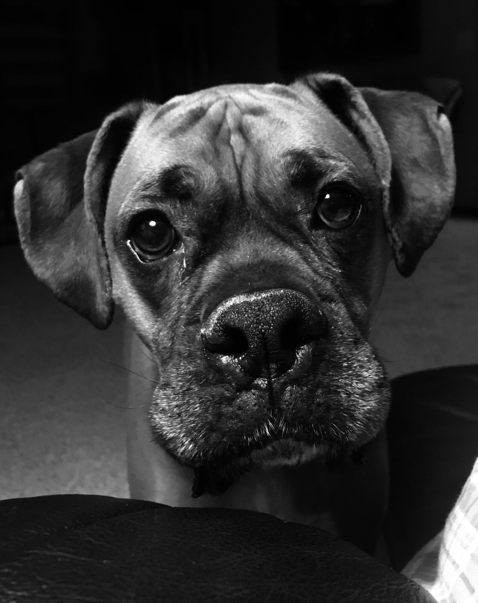 Apple iPhone 7 sample photo. Dog, canine, portrait photography