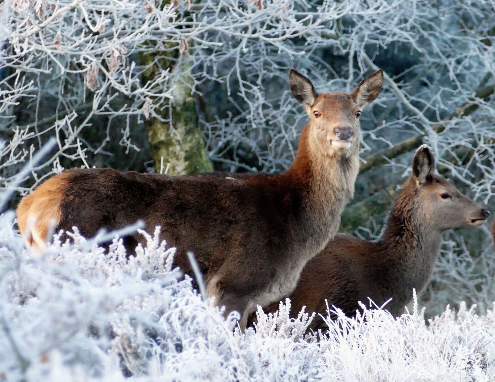 Panasonic Lumix DMC-FZ1000 sample photo. Deer, animals, nature photography