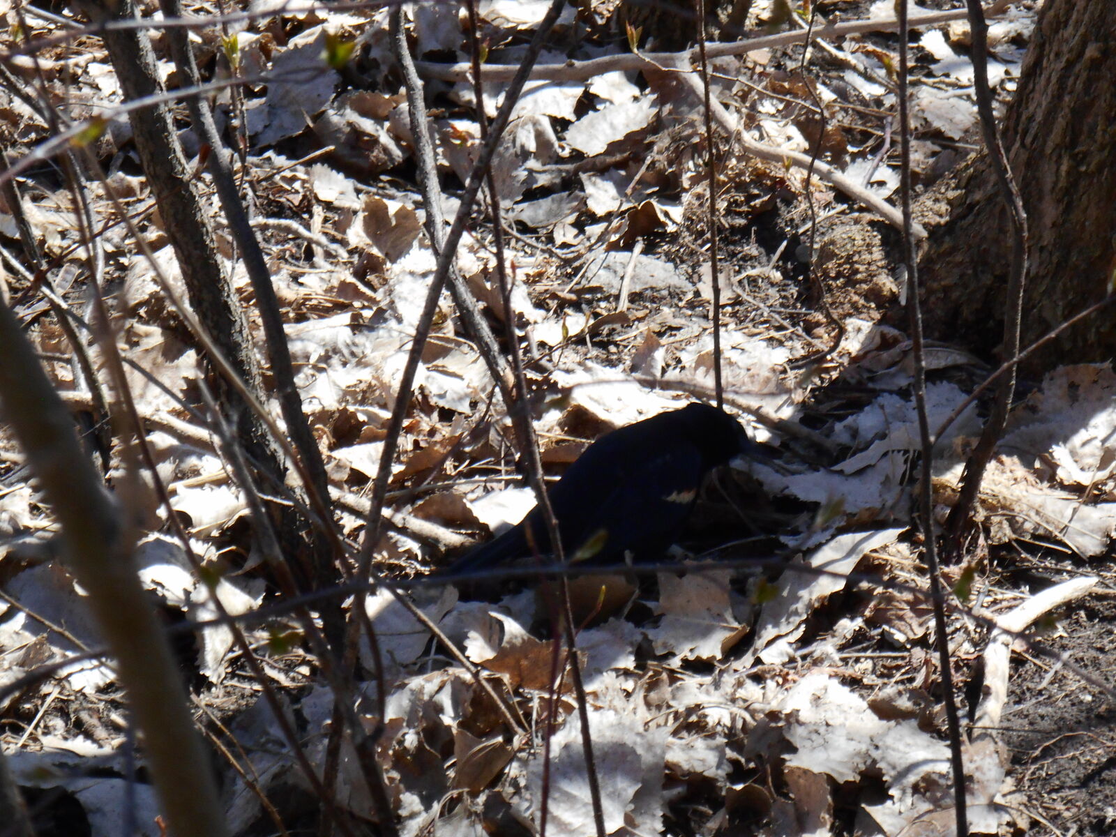 Nikon Coolpix S3500 sample photo. Oiseau photography