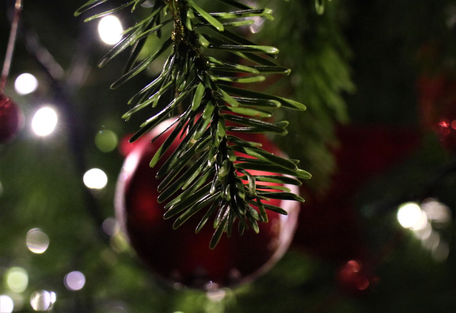 Canon EOS M6 sample photo. Holidays, christmas tree, twigs photography