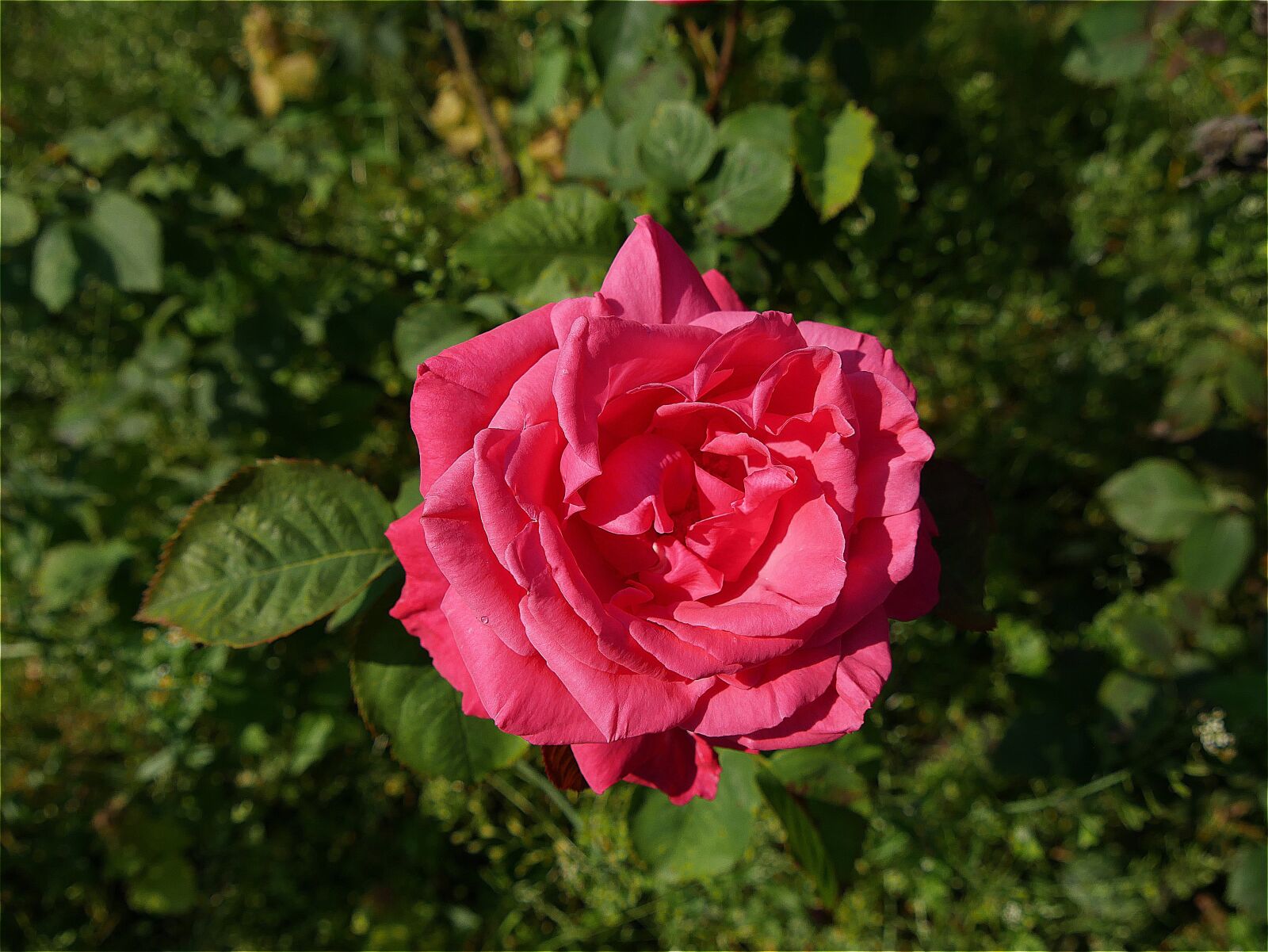 Panasonic Lumix DMC-G7 sample photo. Rose, flower, pink rose photography
