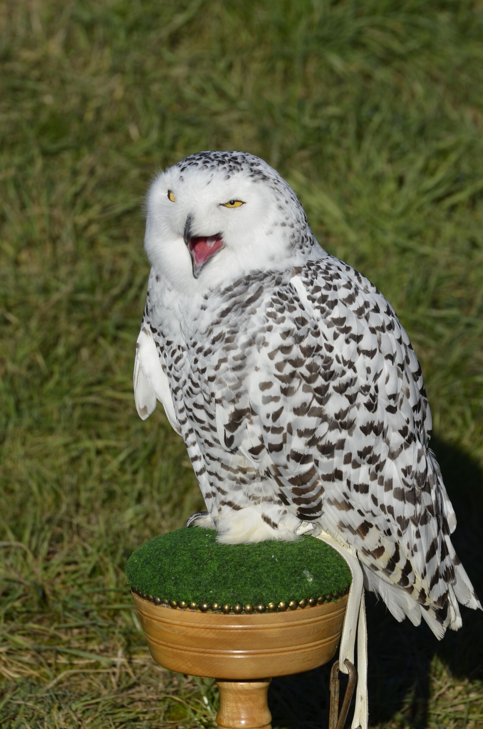 Nikon D5100 sample photo. Owl, snowy owl, bird photography