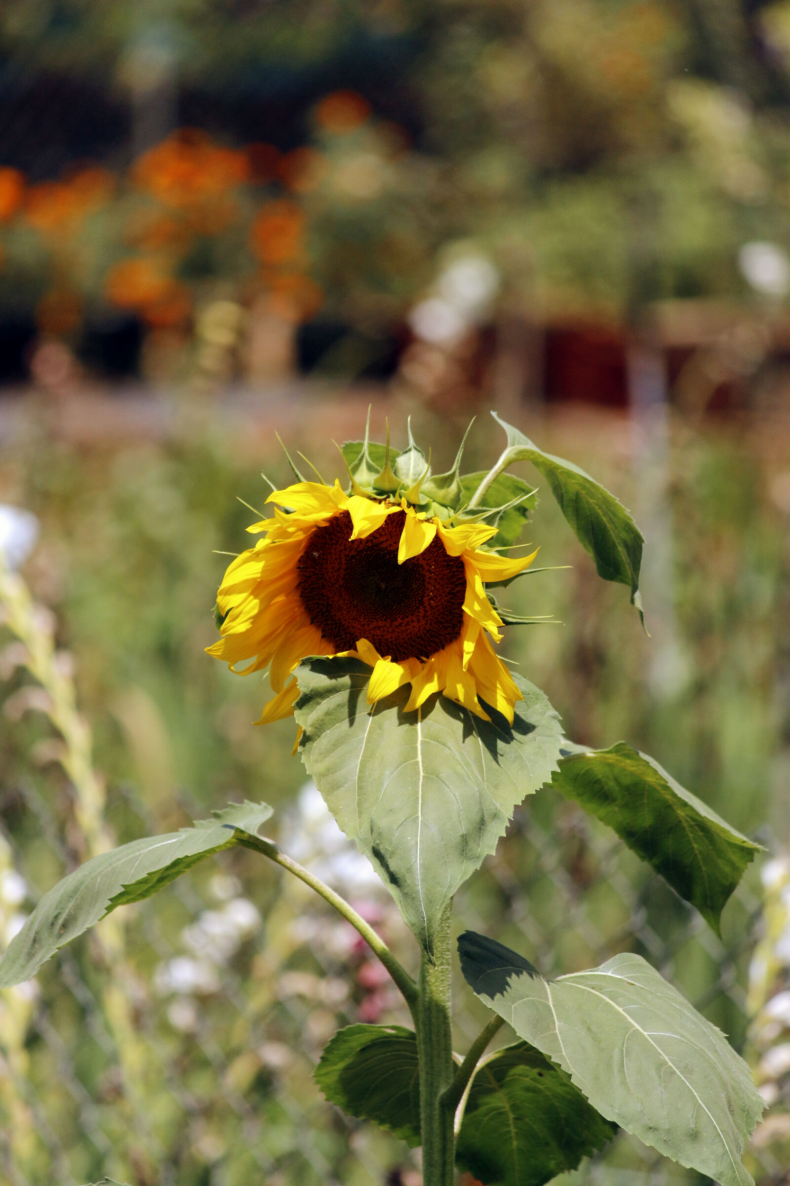 Canon EOS 700D (EOS Rebel T5i / EOS Kiss X7i) sample photo. Agriculture, bloom, blooming, blossom photography