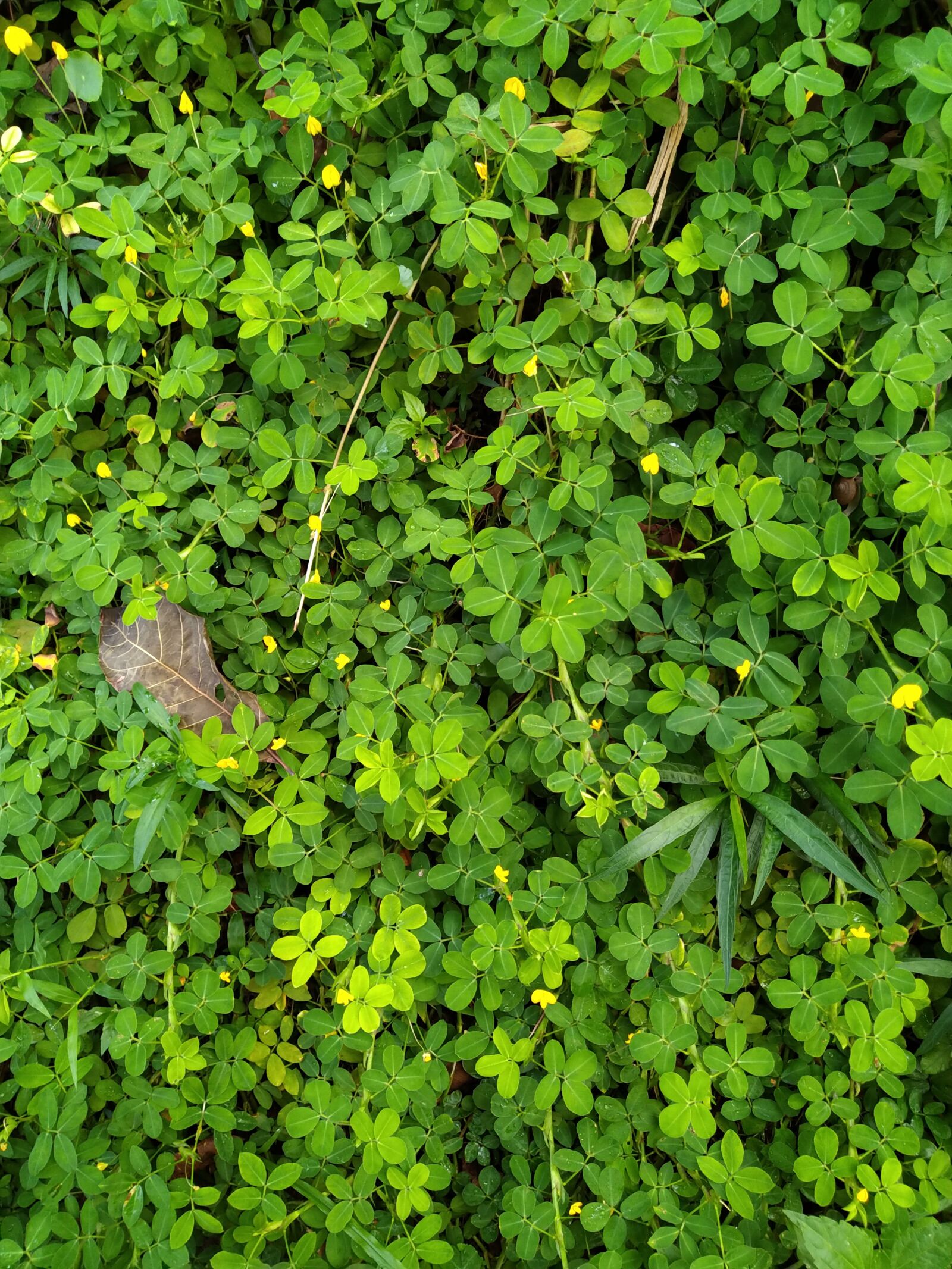 ASUS X01BDA sample photo. Background, green, ground cover photography