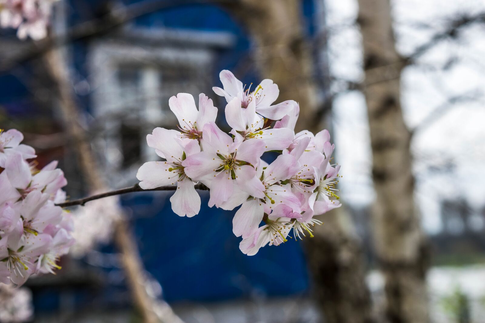 Nikon D3300 sample photo. Japan, cherry blossom, japanese photography