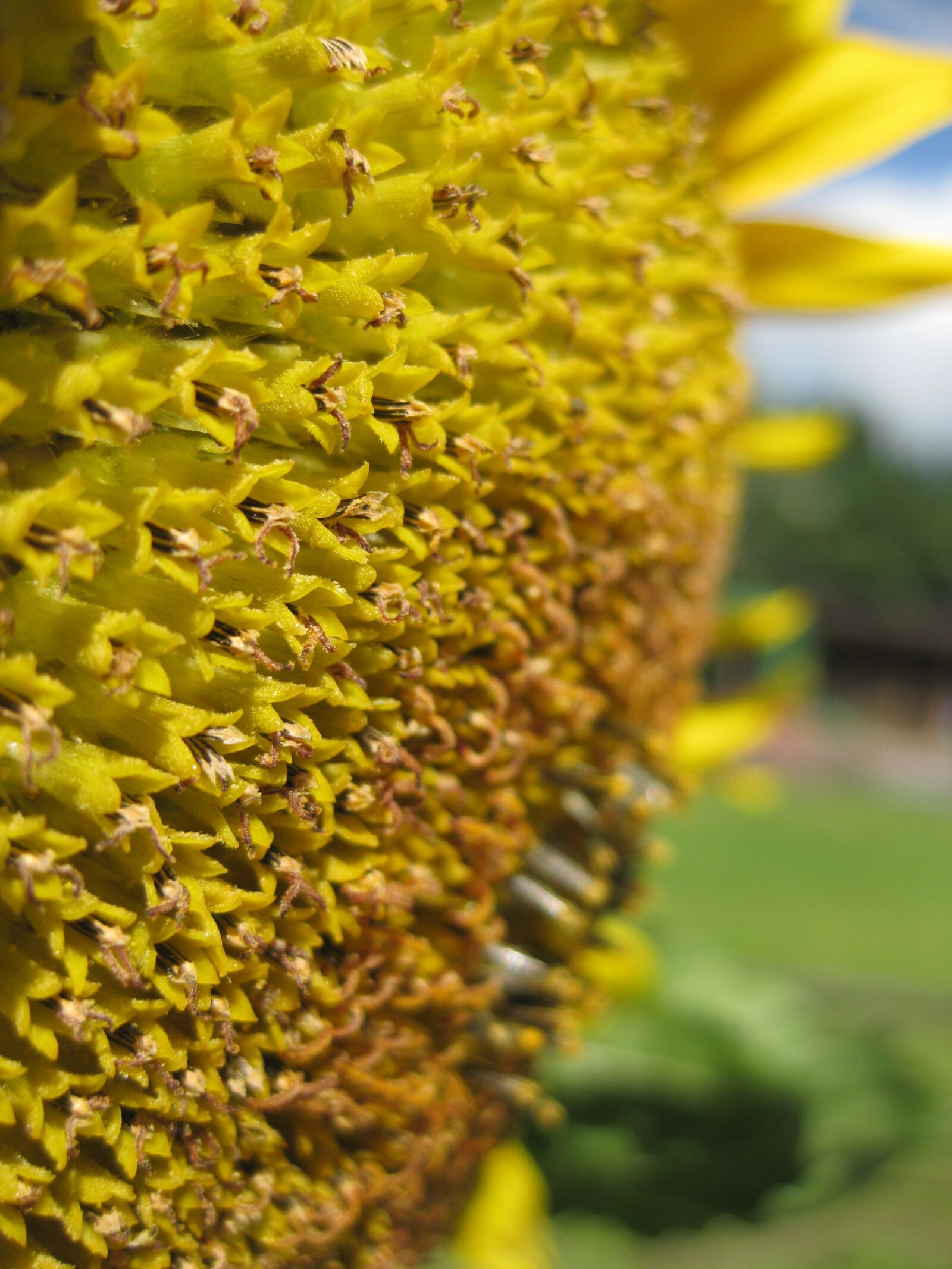 Canon PowerShot SD770 IS (Digital IXUS 85 IS / IXY Digital 25 IS) sample photo. Sunflower, yellow, plant photography