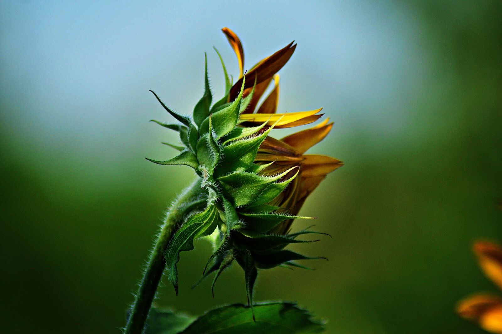 Nikon D3200 sample photo. Sunflower, flower, yellow flower photography