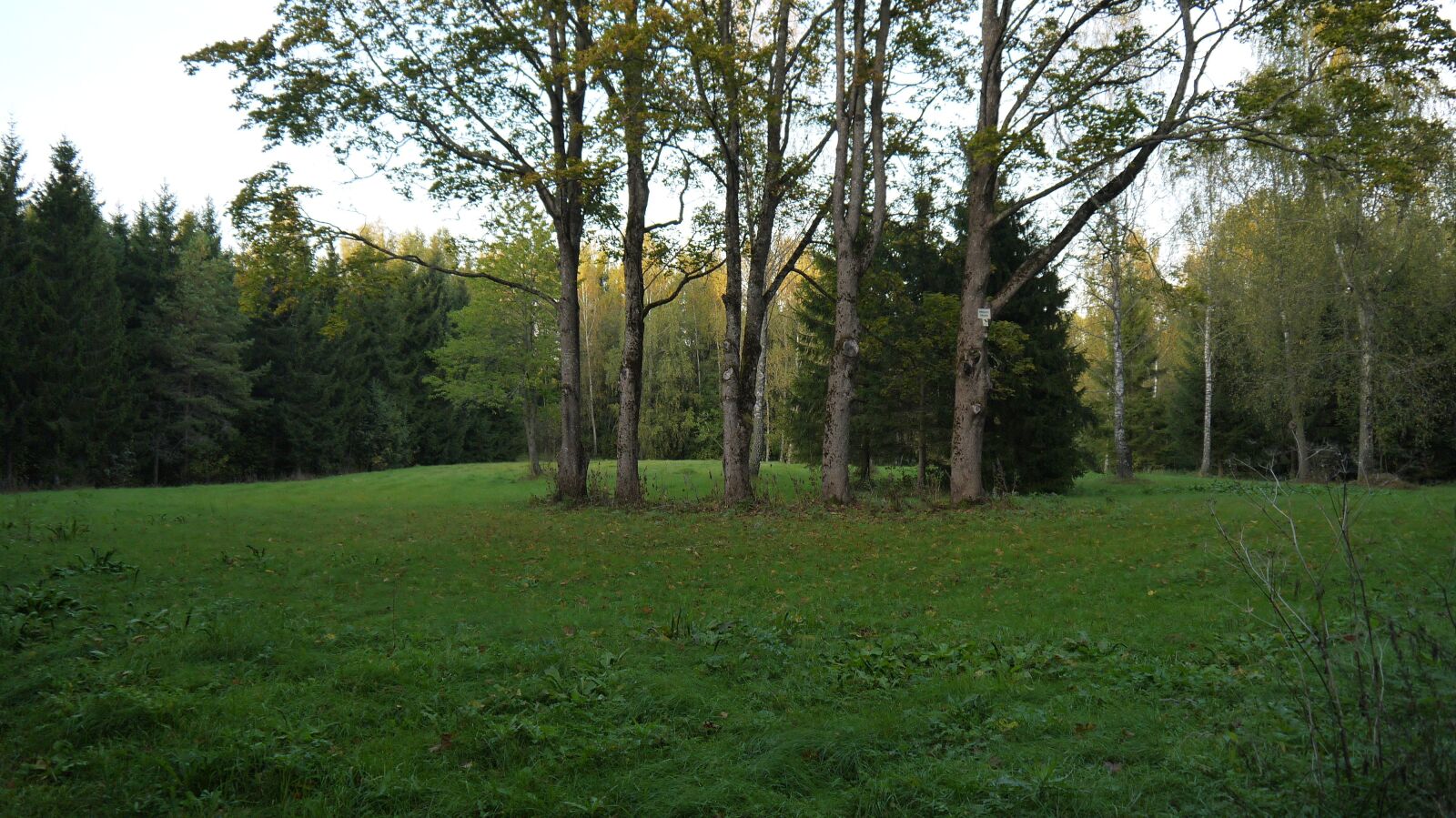Panasonic Lumix DMC-GF5 sample photo. Trees, forest, green photography