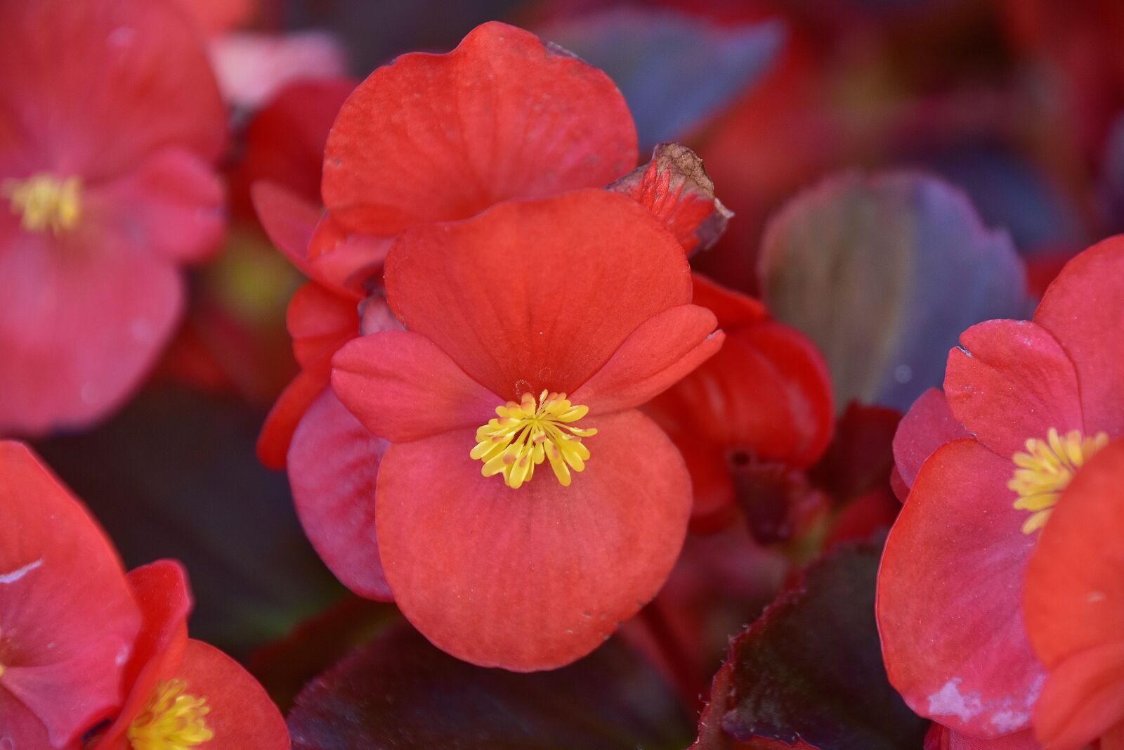 Nikon D7200 sample photo. Plants, flower, garden photography