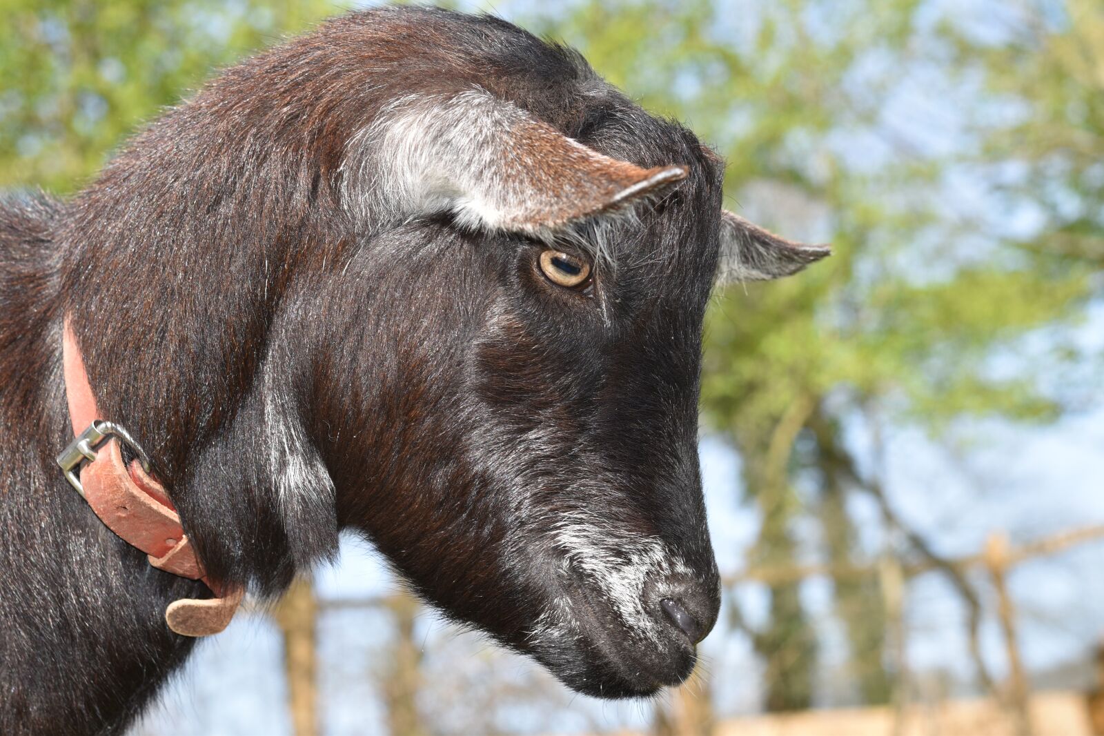 Nikon D5600 sample photo. Goat, eye of the photography
